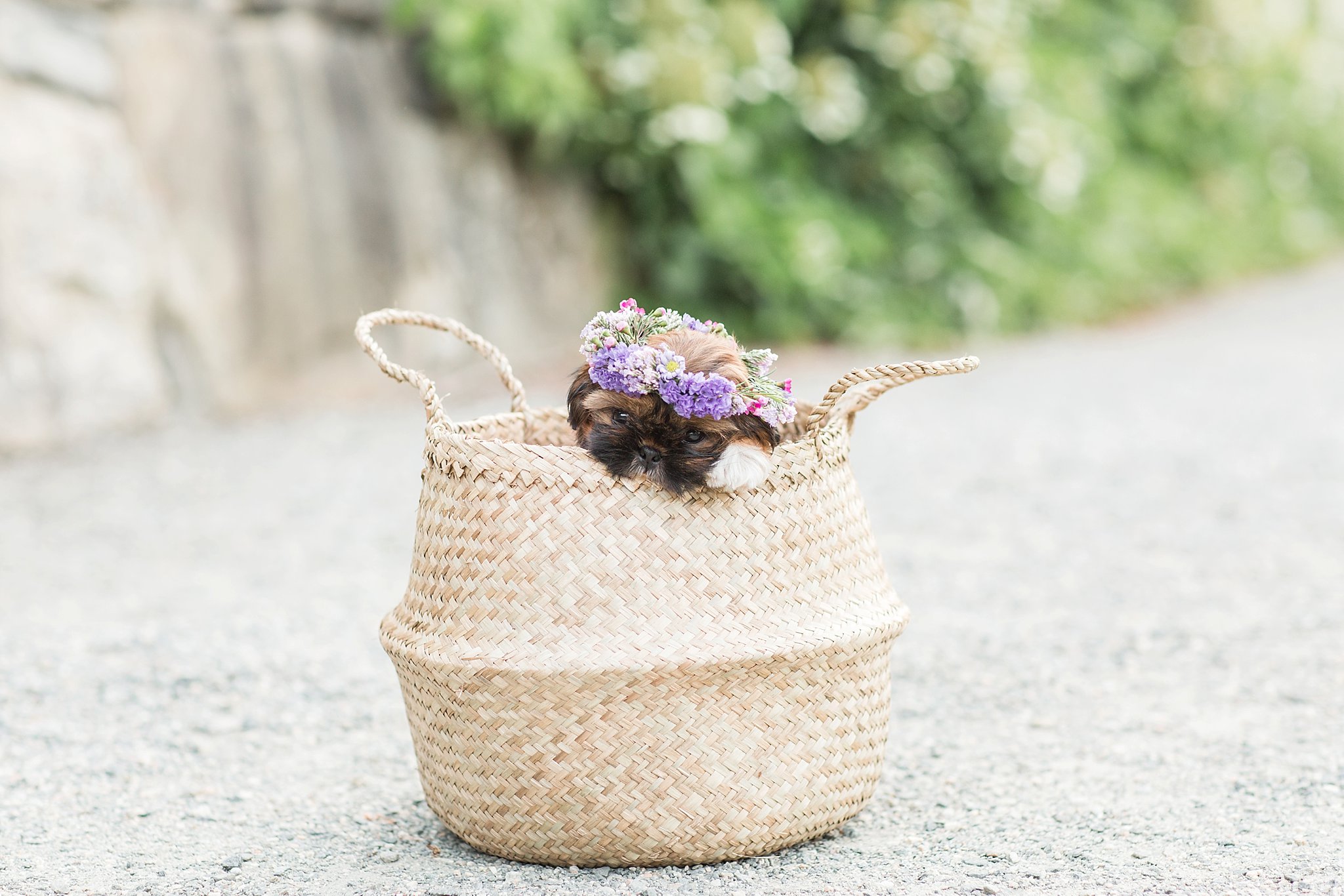 shitzu puppy wearing a flower crown chewing on a basket