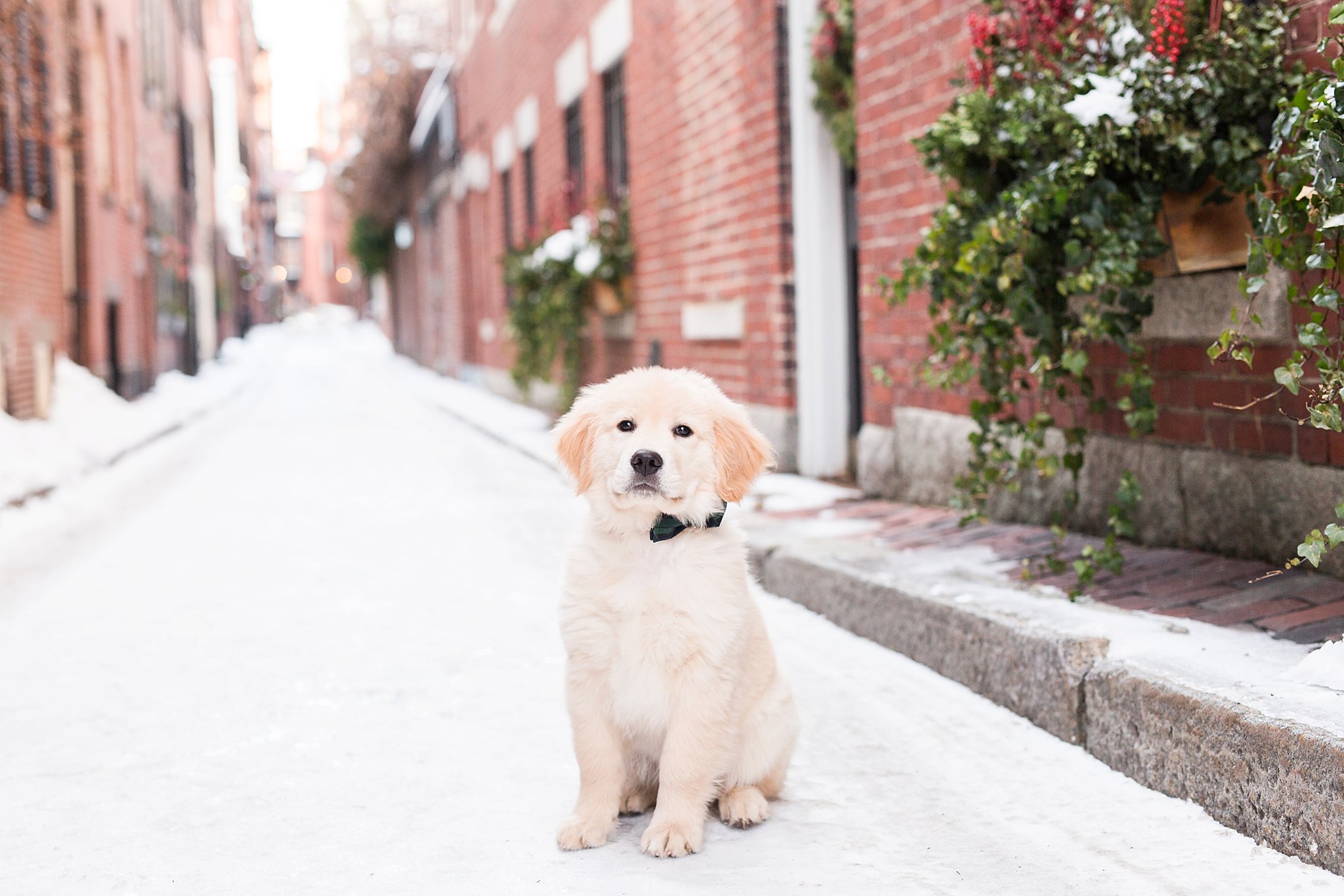golden retriever puppy sitting in a snowy street in beacon hill