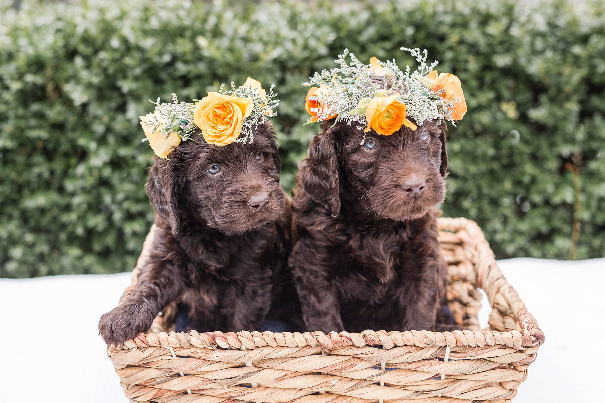 two brown golden doodle puppies wearing matching flower crowns