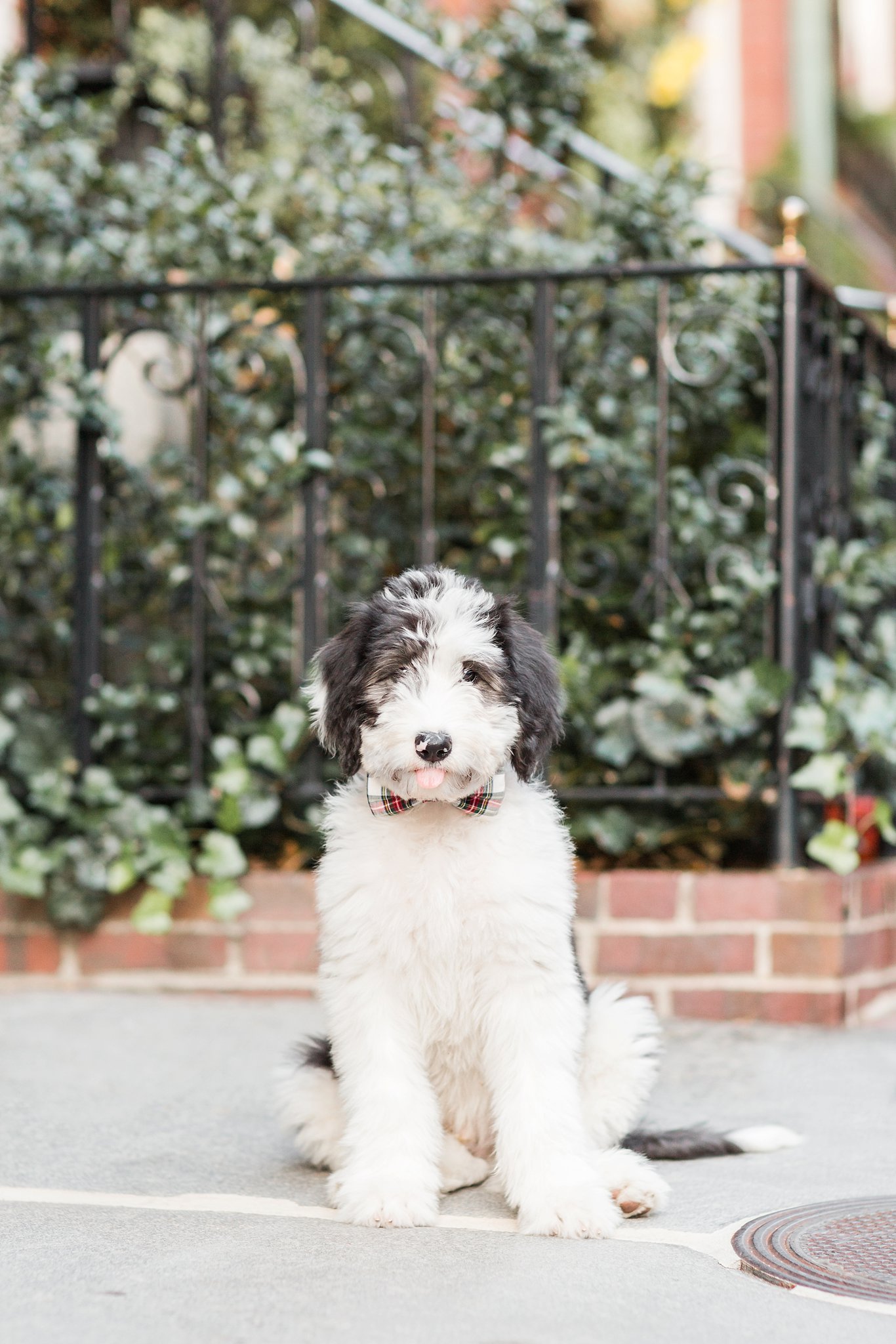 sheepadoodle puppy with his tongue sticking out