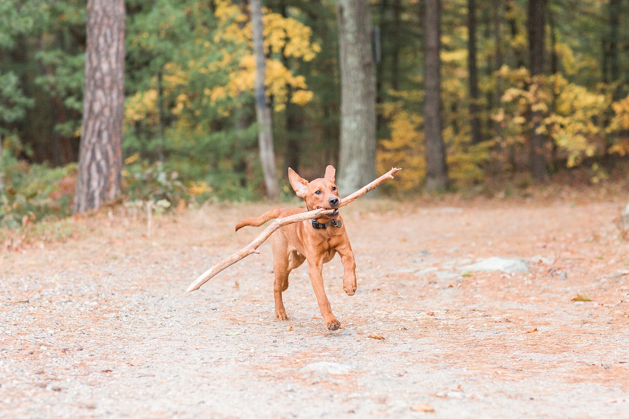 fox red lab running with a stick in its mouth