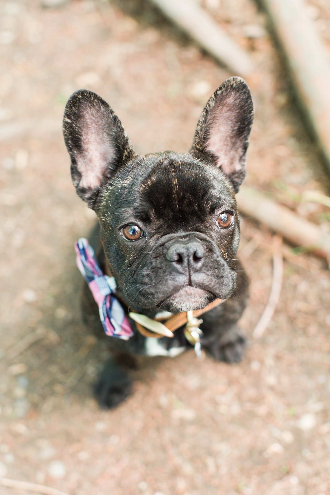 black frenchie wearing a bow tie