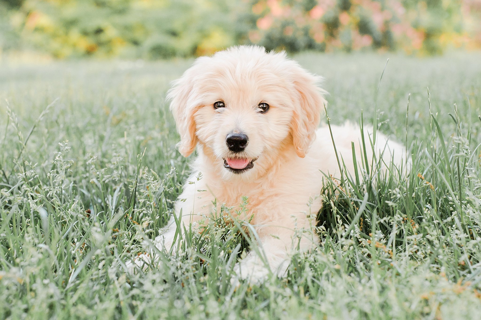 golden doodle puppy laying in grass