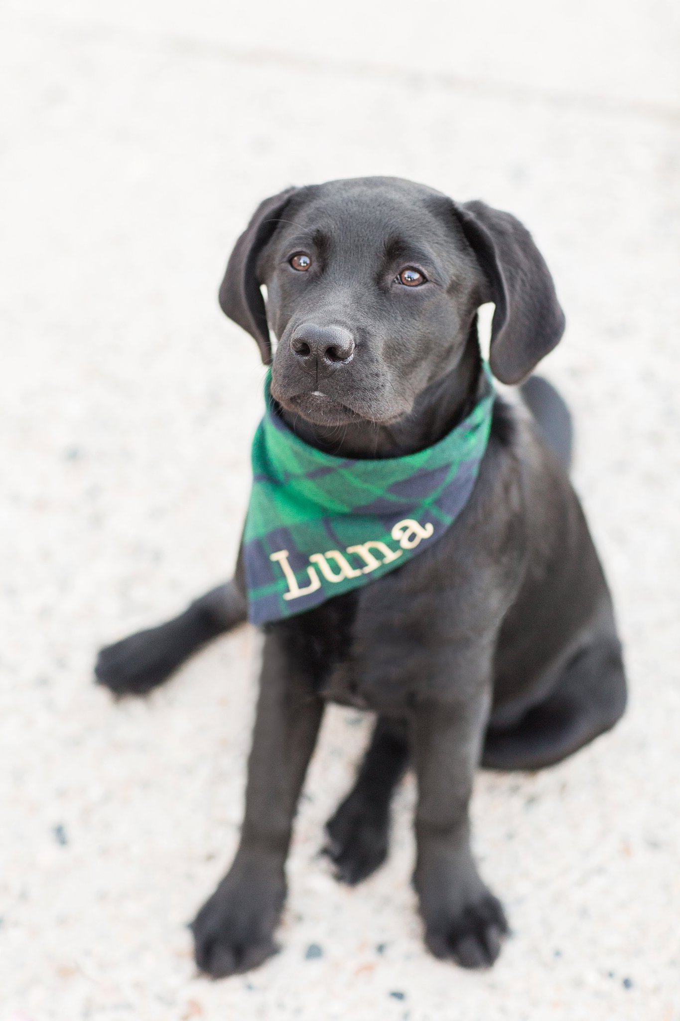 black labrador puppy wearing a scarf in boston