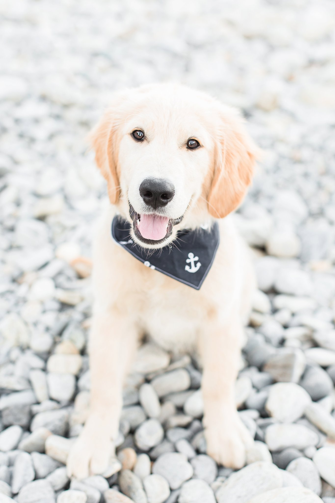 golden retriever puppy wearing a nautical scarf