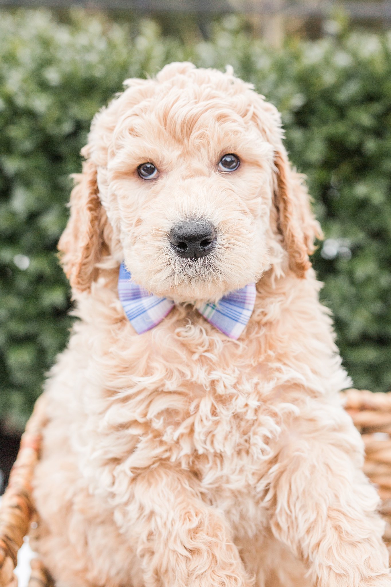 golden doodle puppy wearing a bow tie in bston