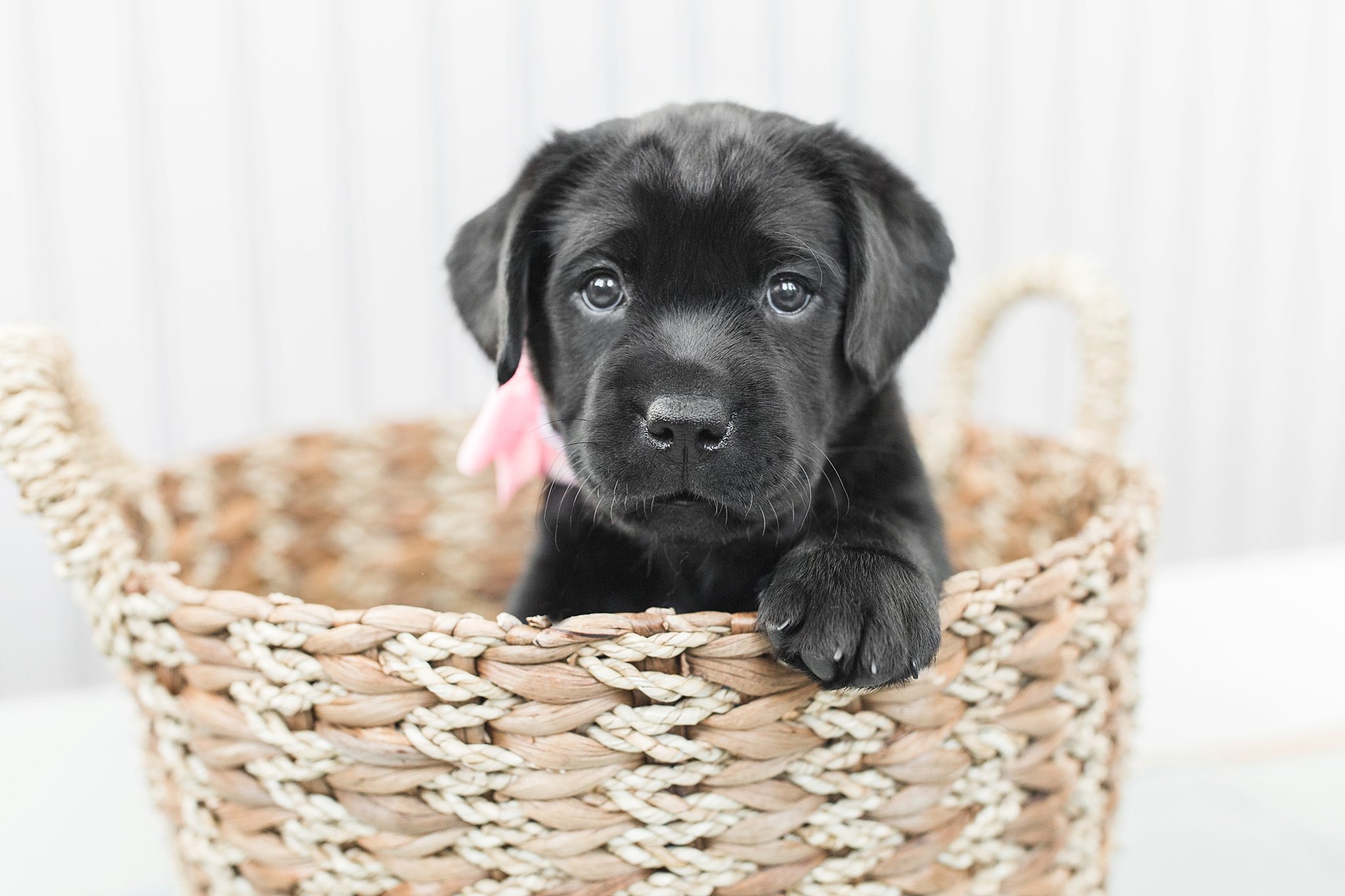 black labrador puppy sitting in a basket in boston