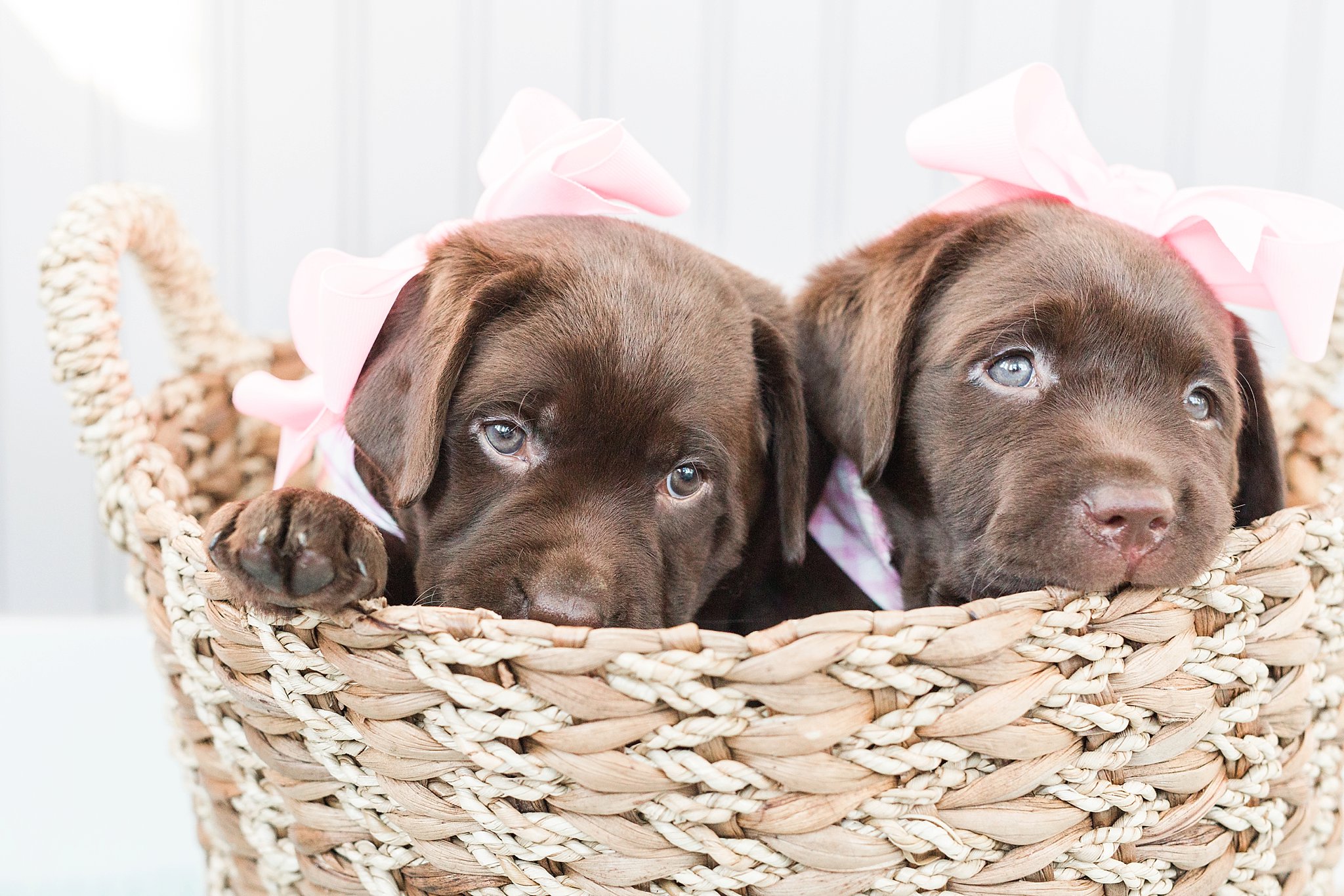 two brown labrador puppies wearing bows in a basket in boston