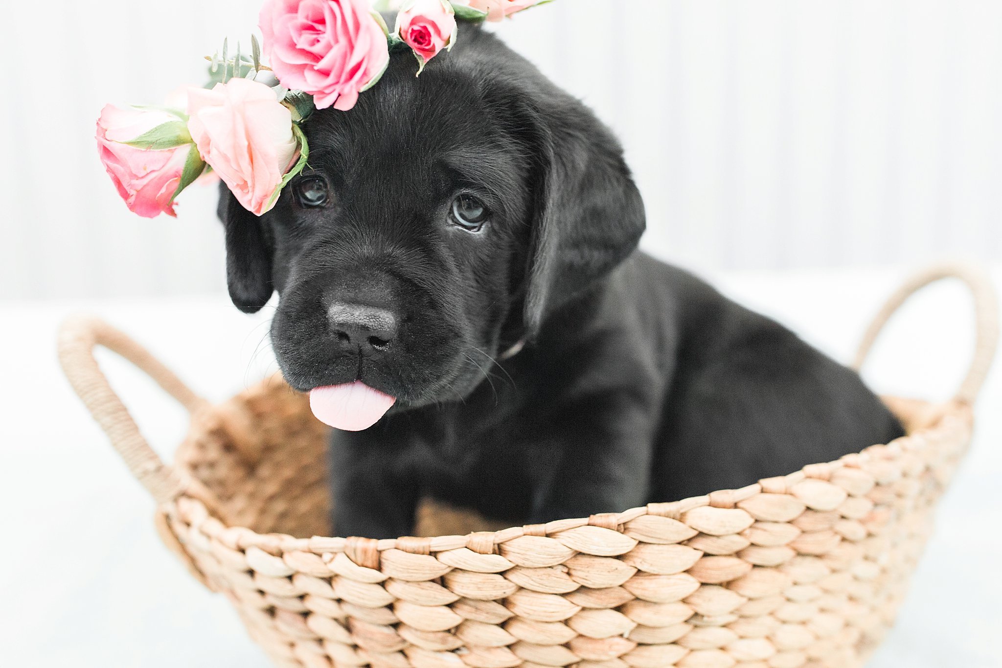 black labrador puppy wearing a flower crown with its tongue sticking out in boston