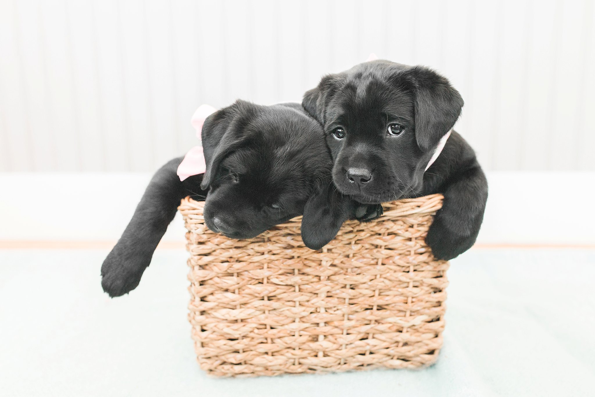 two black labrador puppies sitting in a basket in boston