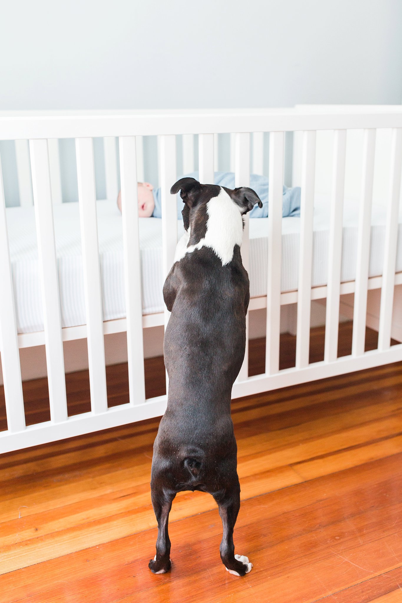 boston terrier checking on baby brother in crib