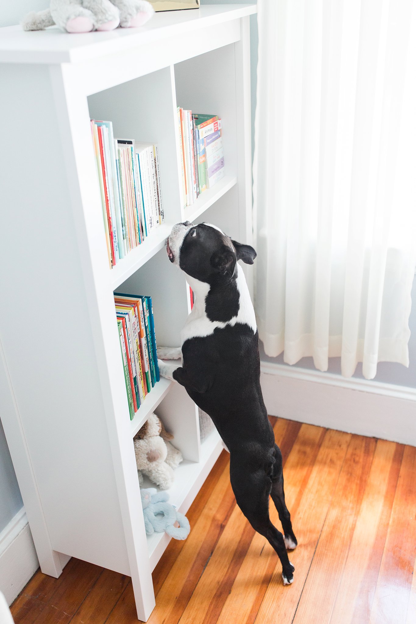 boston terrier and bookshelf in nursery