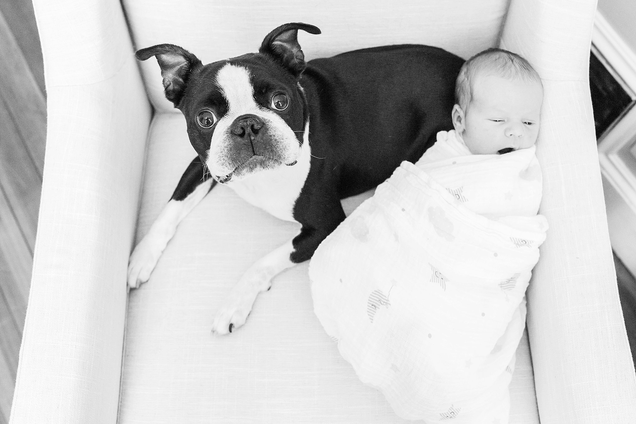 boston terrier and newborn baby brother