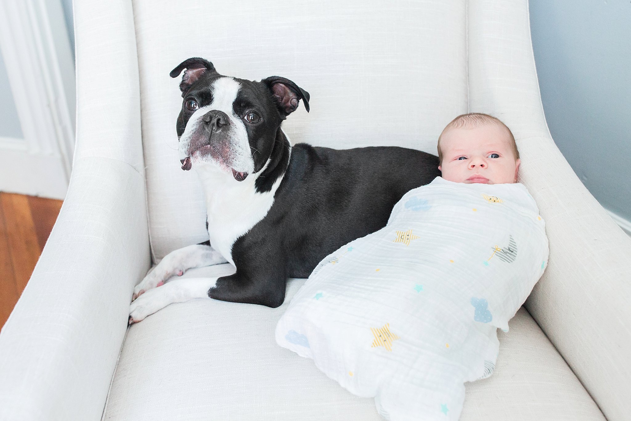 boston terrier and newborn baby brother in nursery chair
