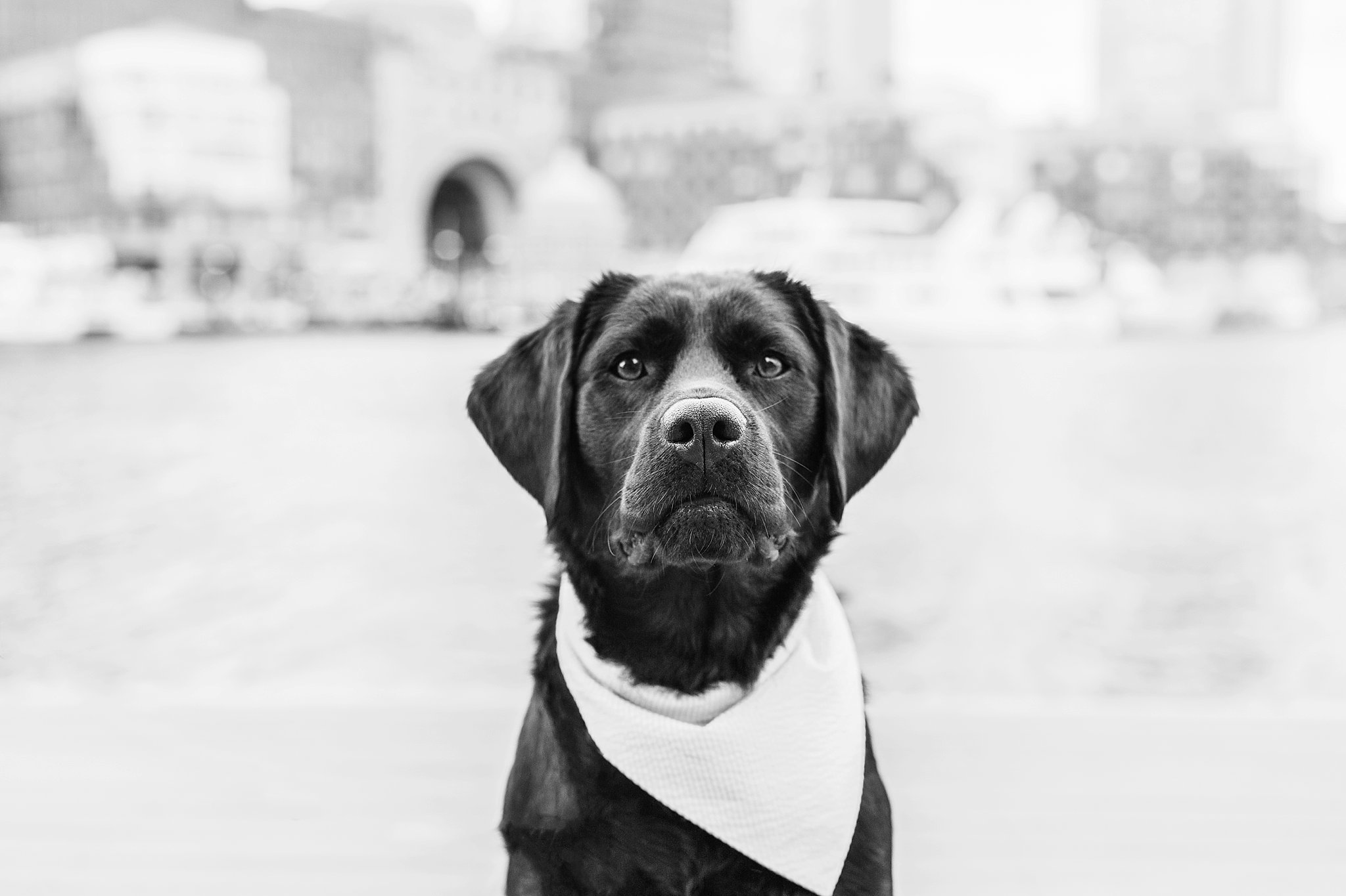 black and white image of black lab in boston seaport