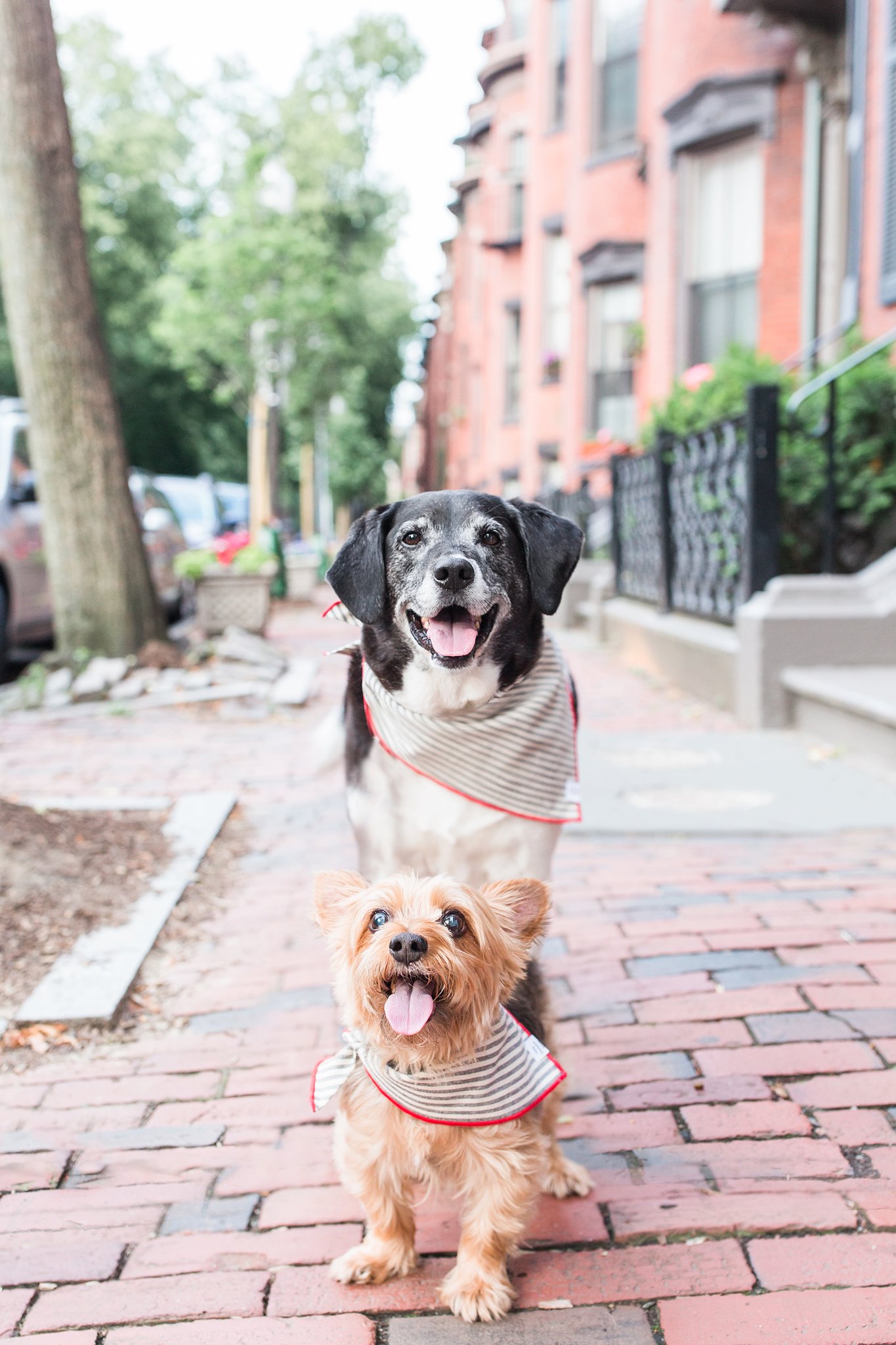 rescue dogs in south end boston