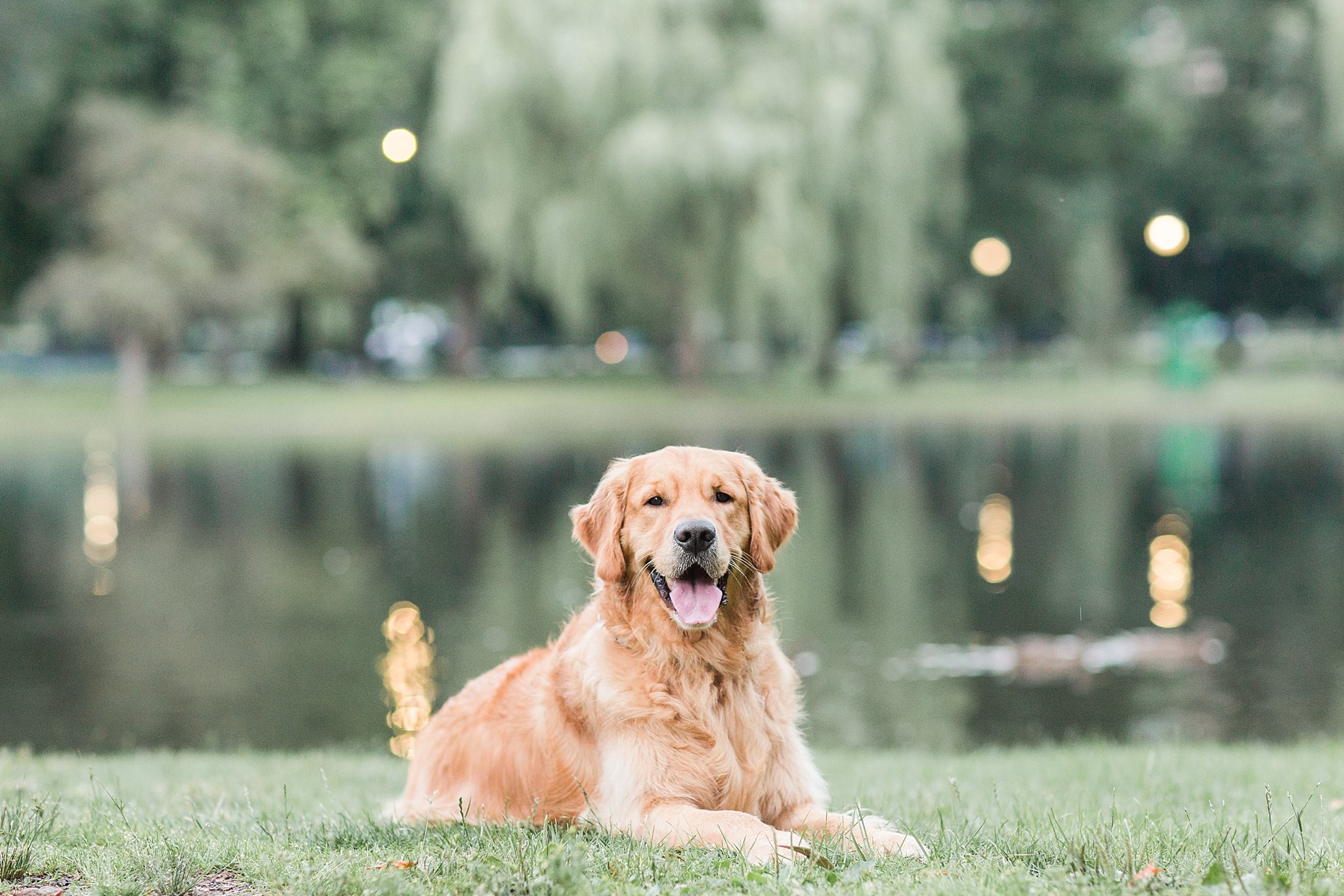 golden retriever in boston public garden