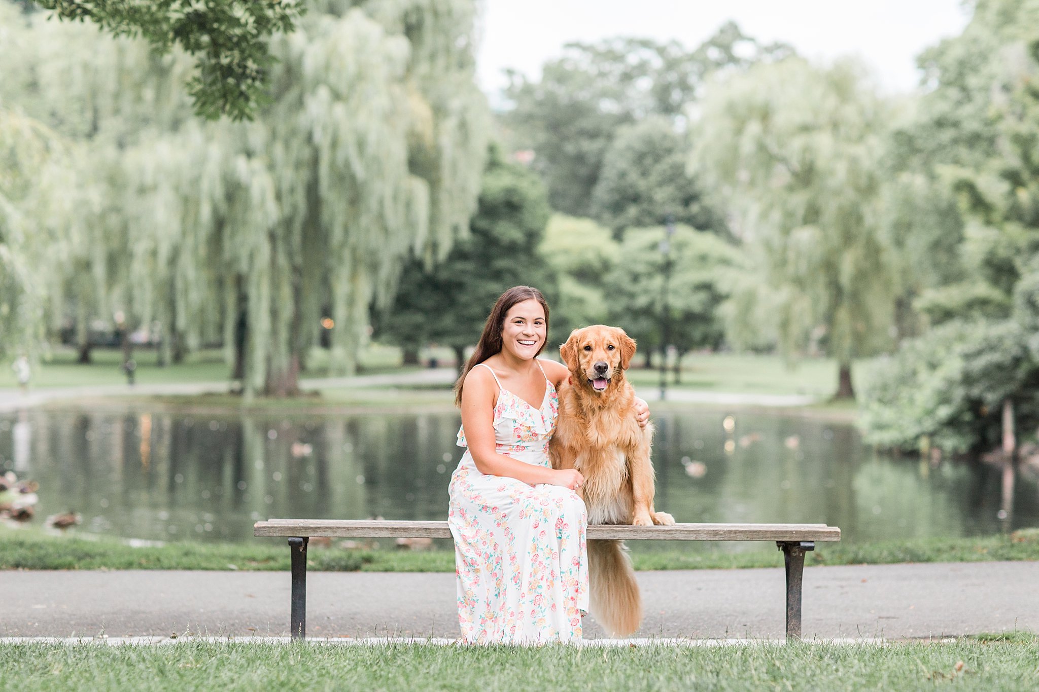 golden retriever in boston public garden