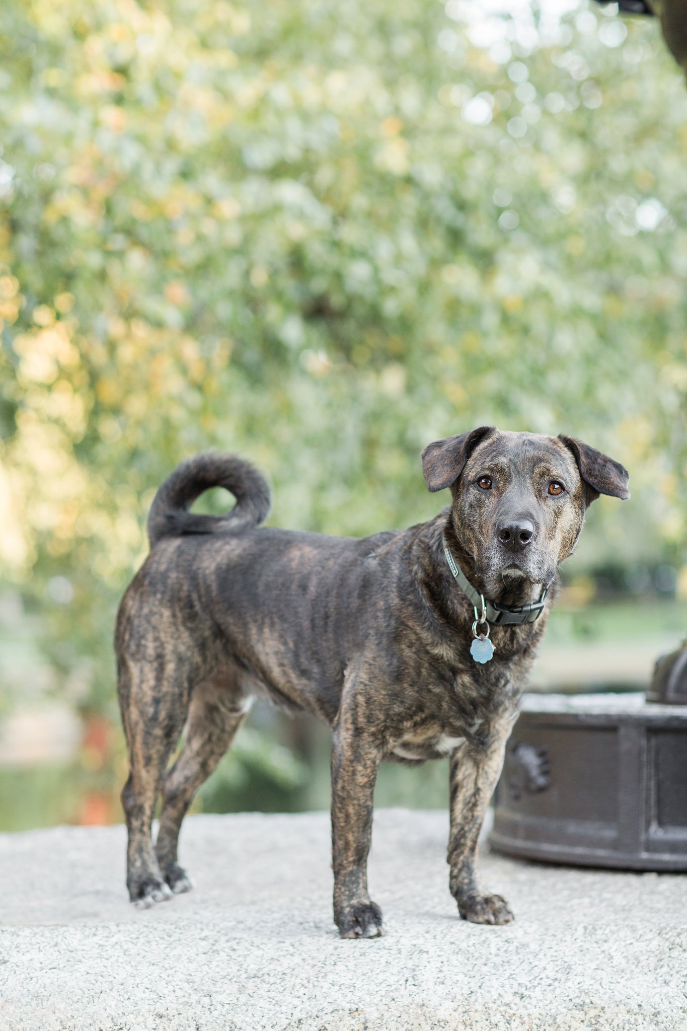 boston public garden rescue dog