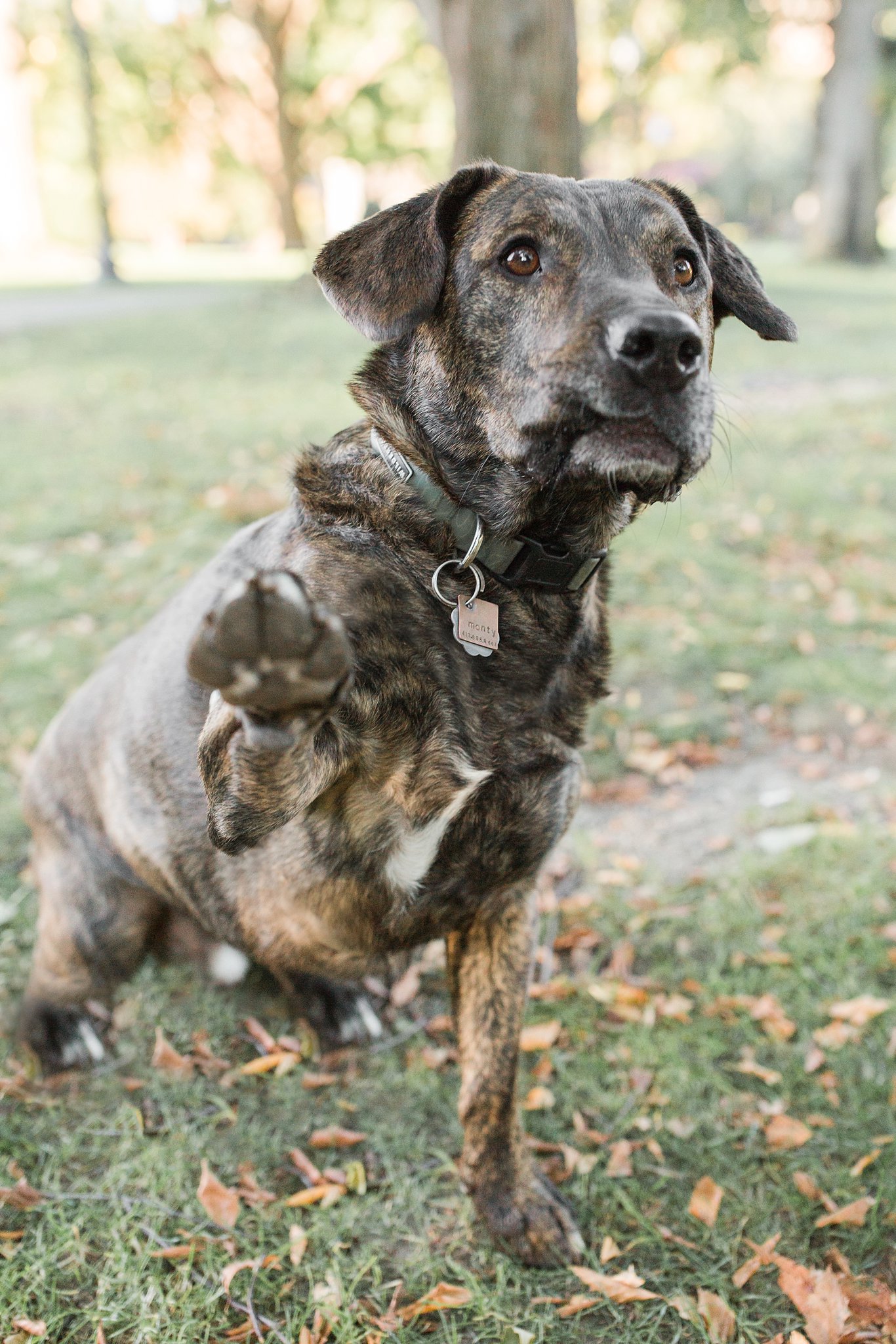 boston public garden rescue dog