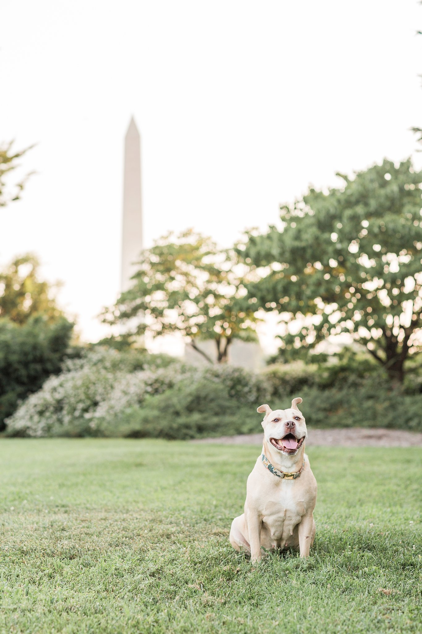 Washington DC Dog Photographer