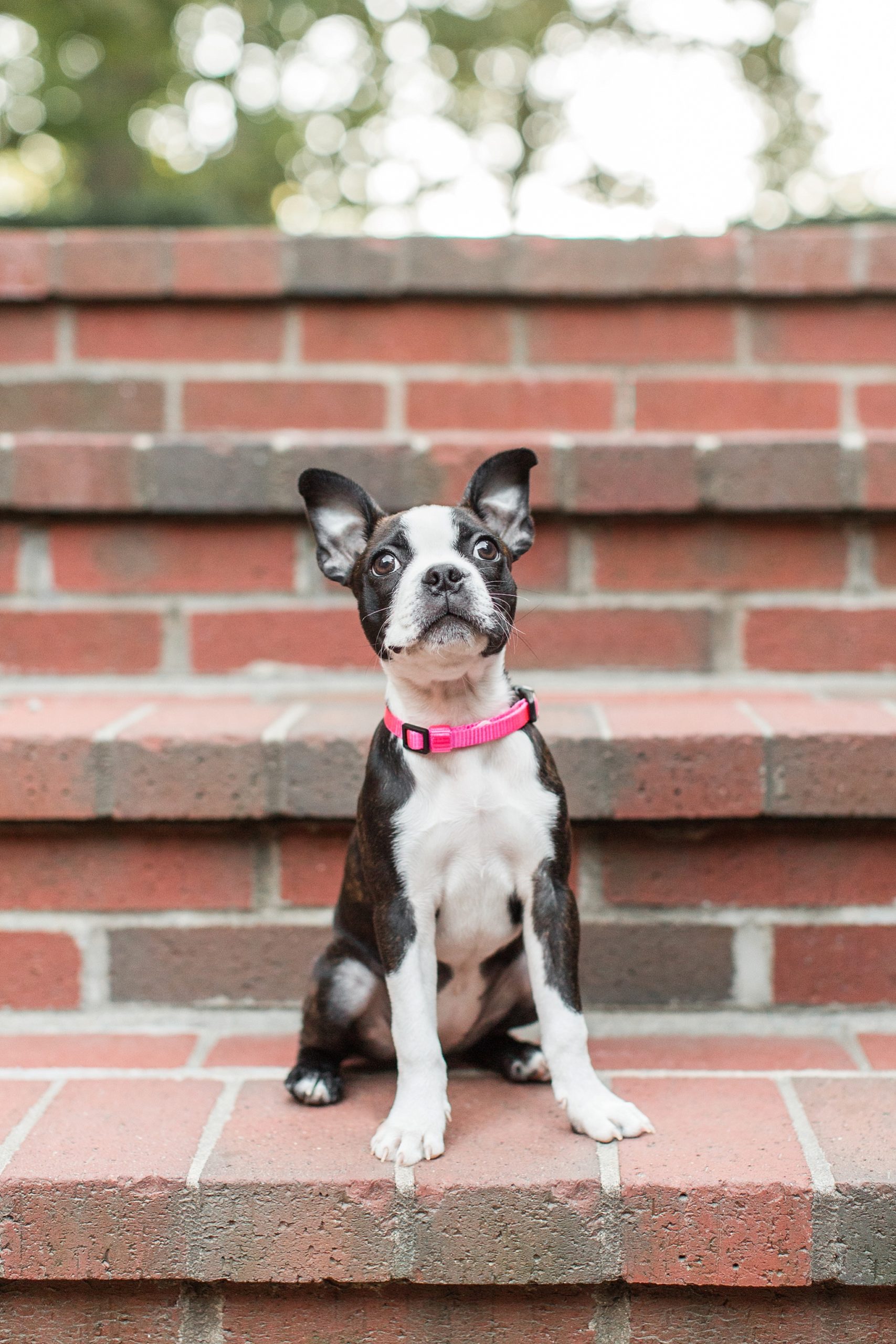Boston Terrier Puppy