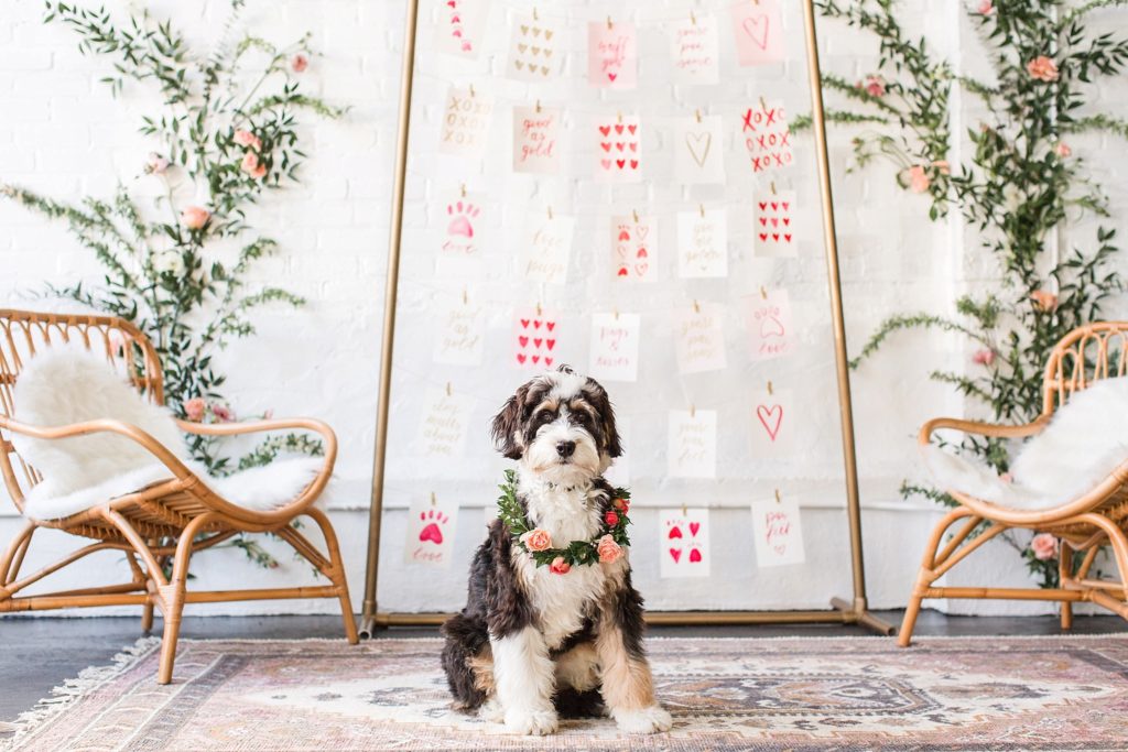 Petwell news Valentine's Day Mini Sessions | Baypath Humane Society Fundraiser