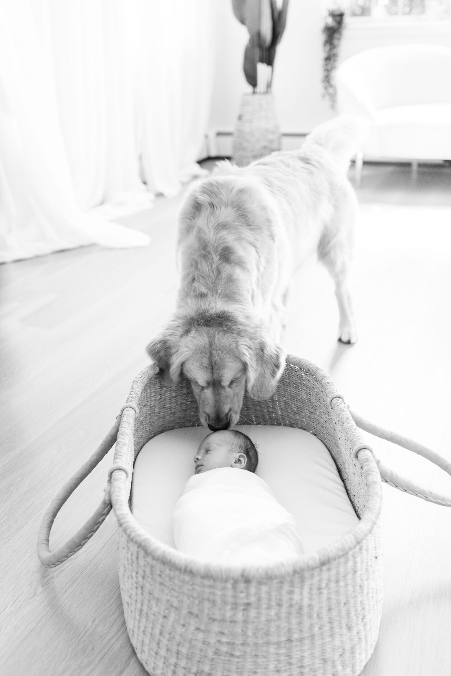 Dog sniffing a newborn baby in a newborn photoshoot