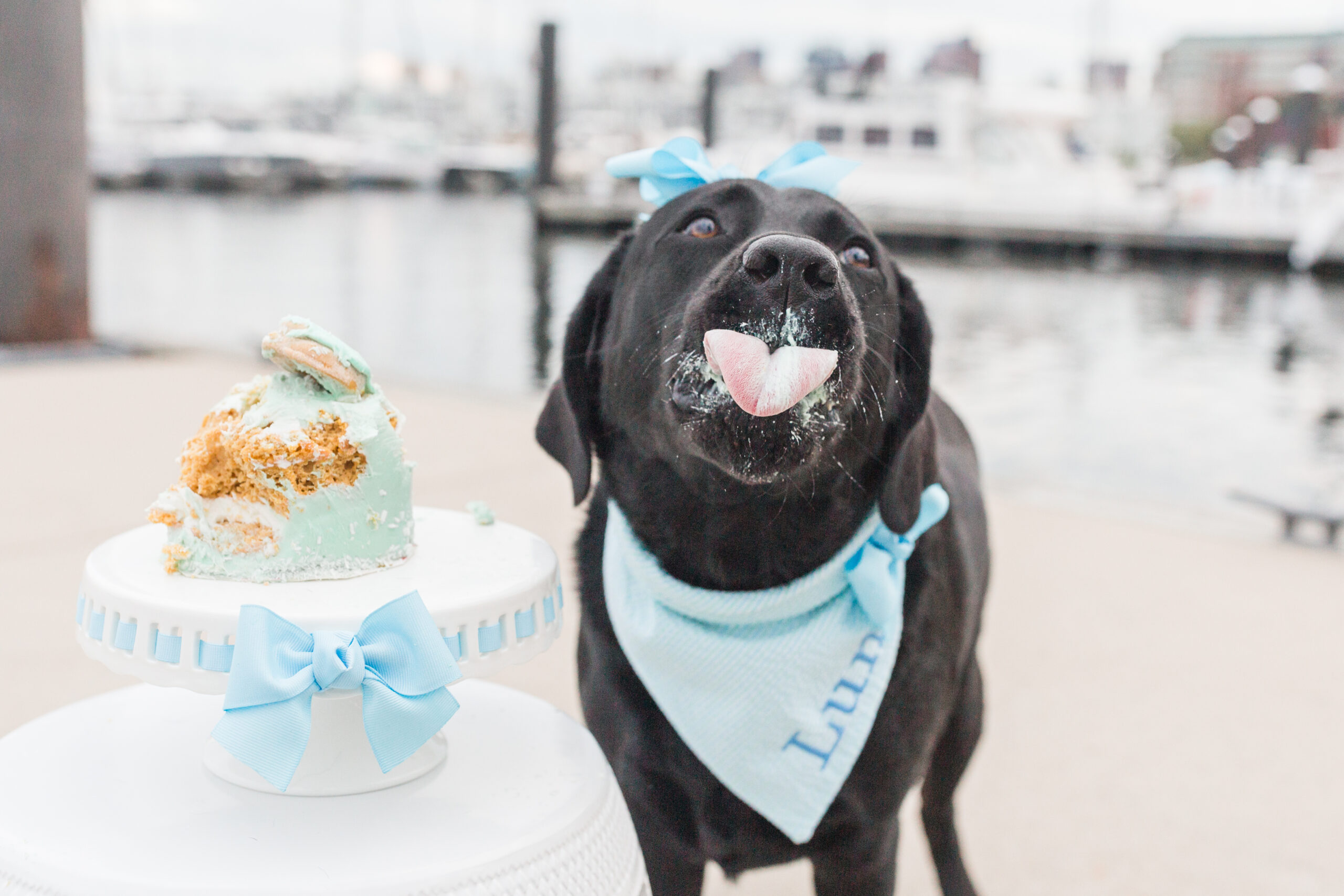 Dog eating cake for her birthday photoshoot
