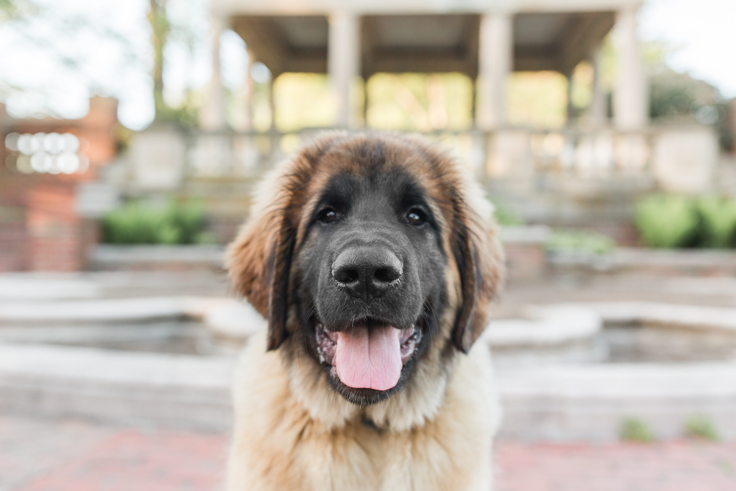 Portrait of a dog for a dog photoshoot