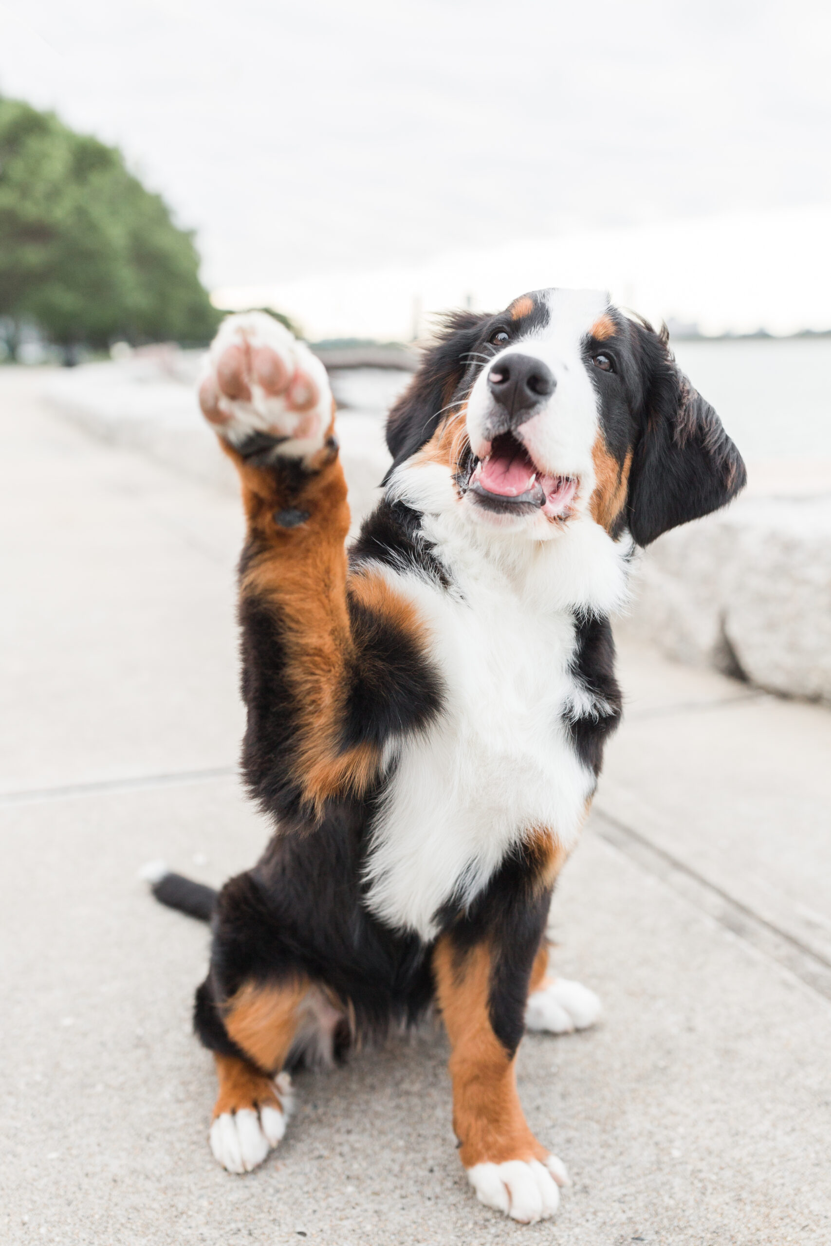 A Swiss Mountain dog with his paw up for a dog photoshoot