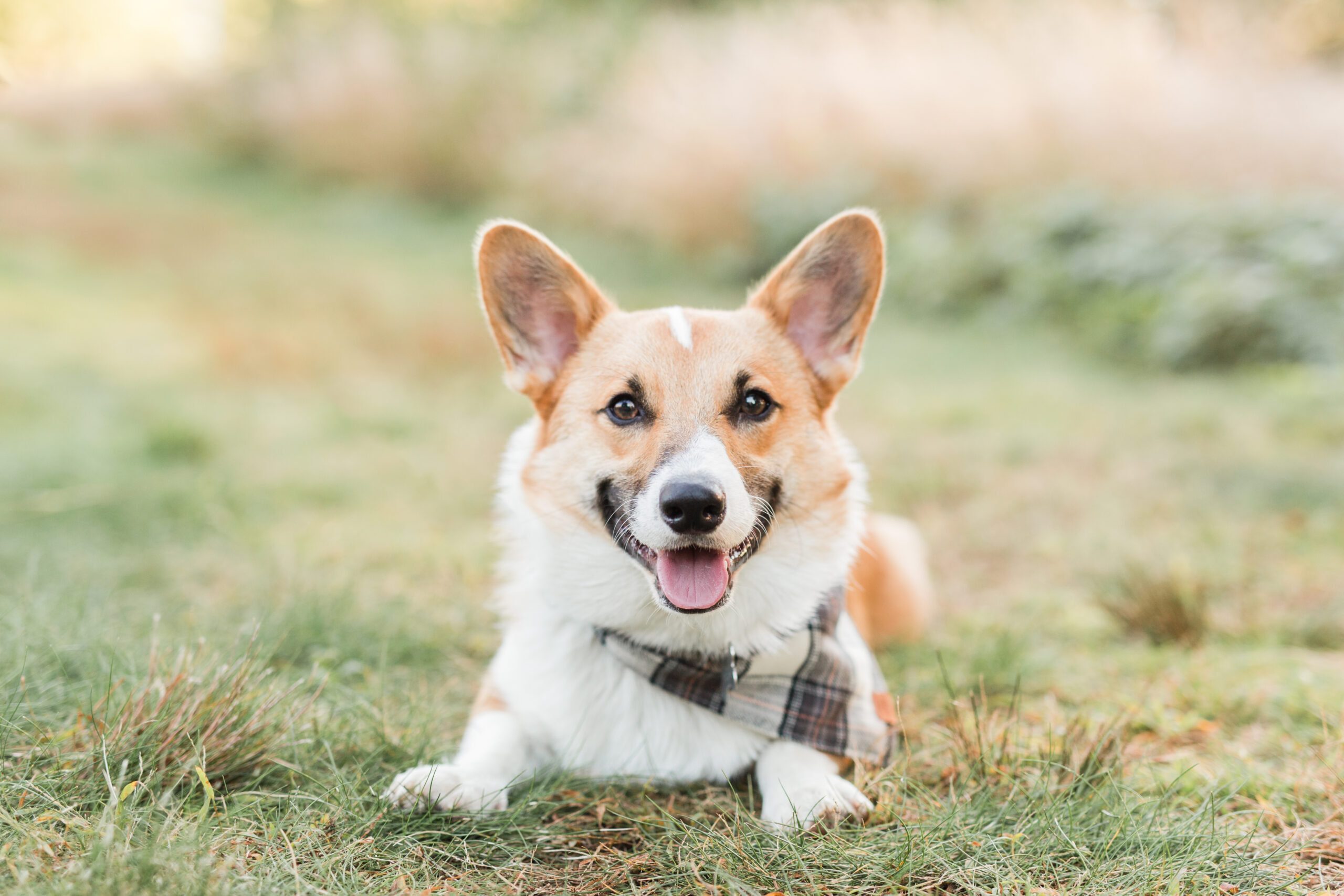 A corgi laying down in a field for a dog photoshoot