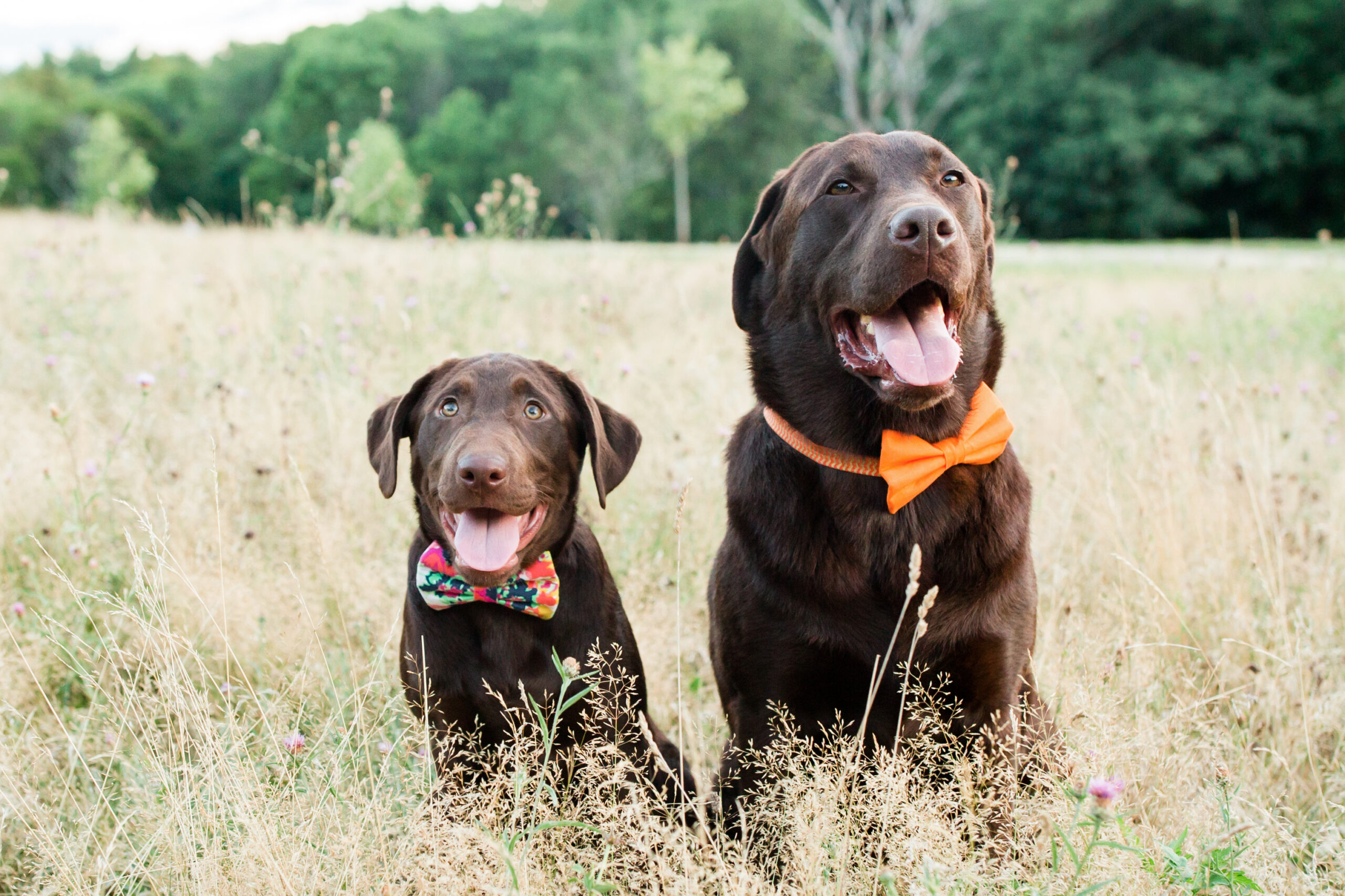 Puppies wearing bowties in photos