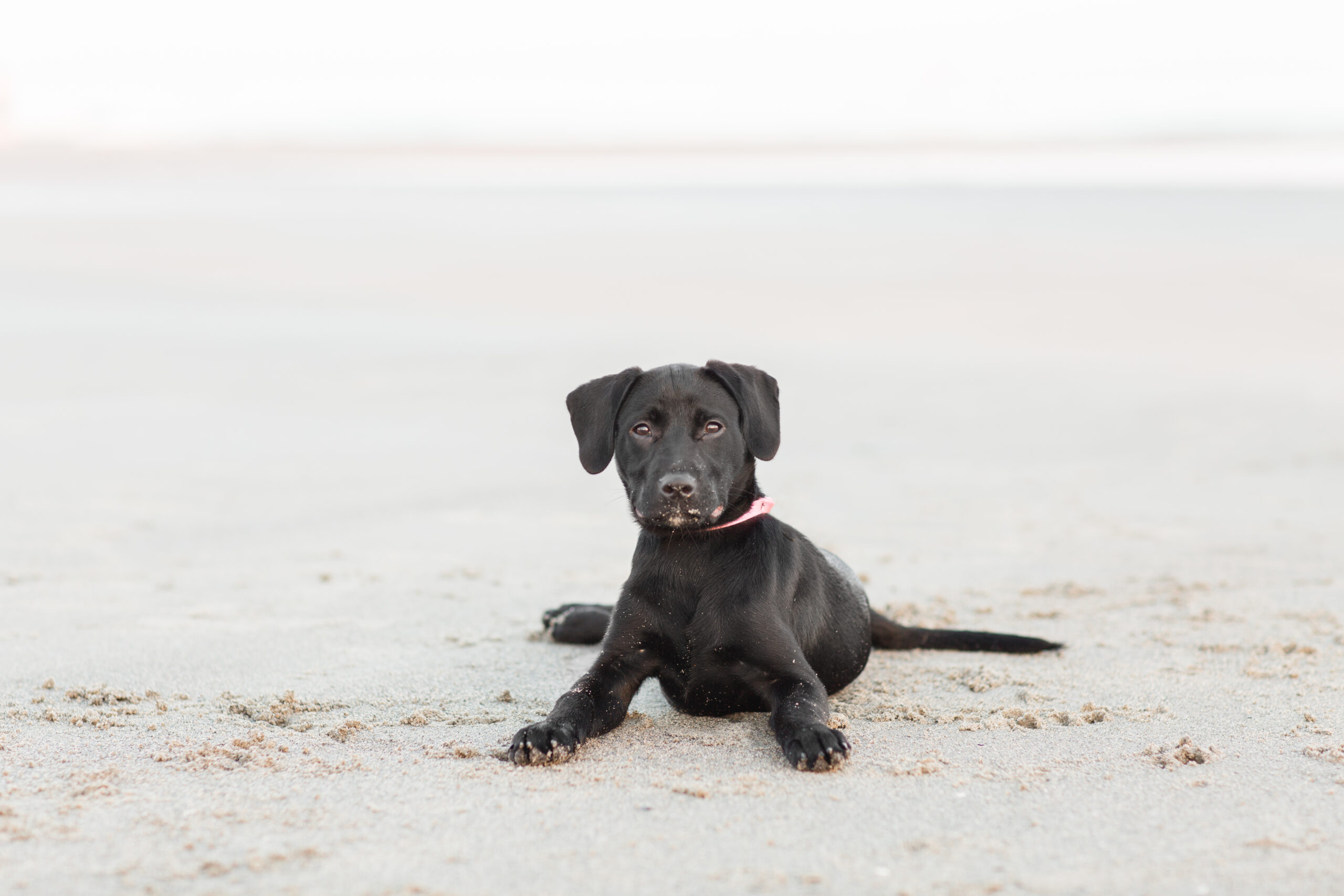 Black lab puppy lying on the sand during a beach Puppy Photoshoot.