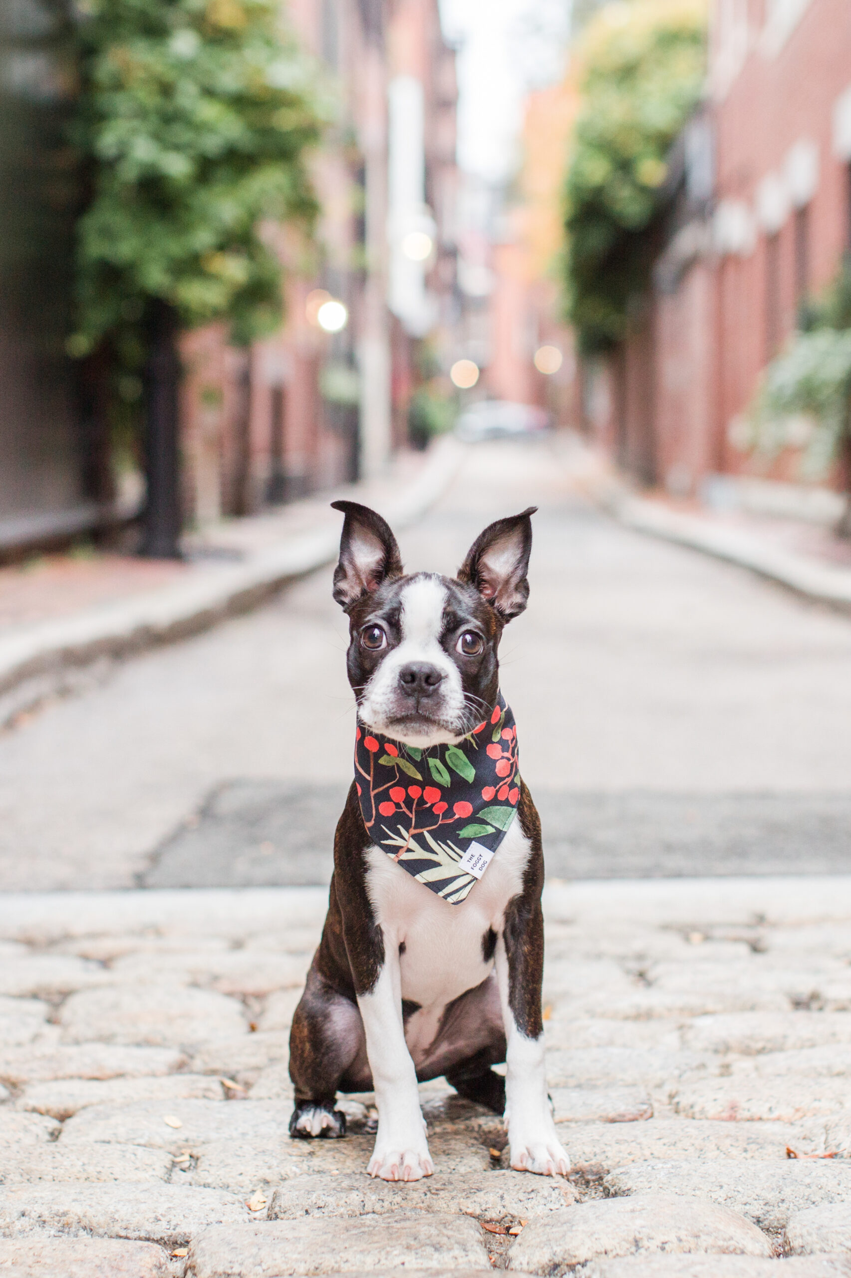 Boston Terrier puppy wearing a colorful bandana sitting on a cobblestone street during a city Puppy Photoshoot.