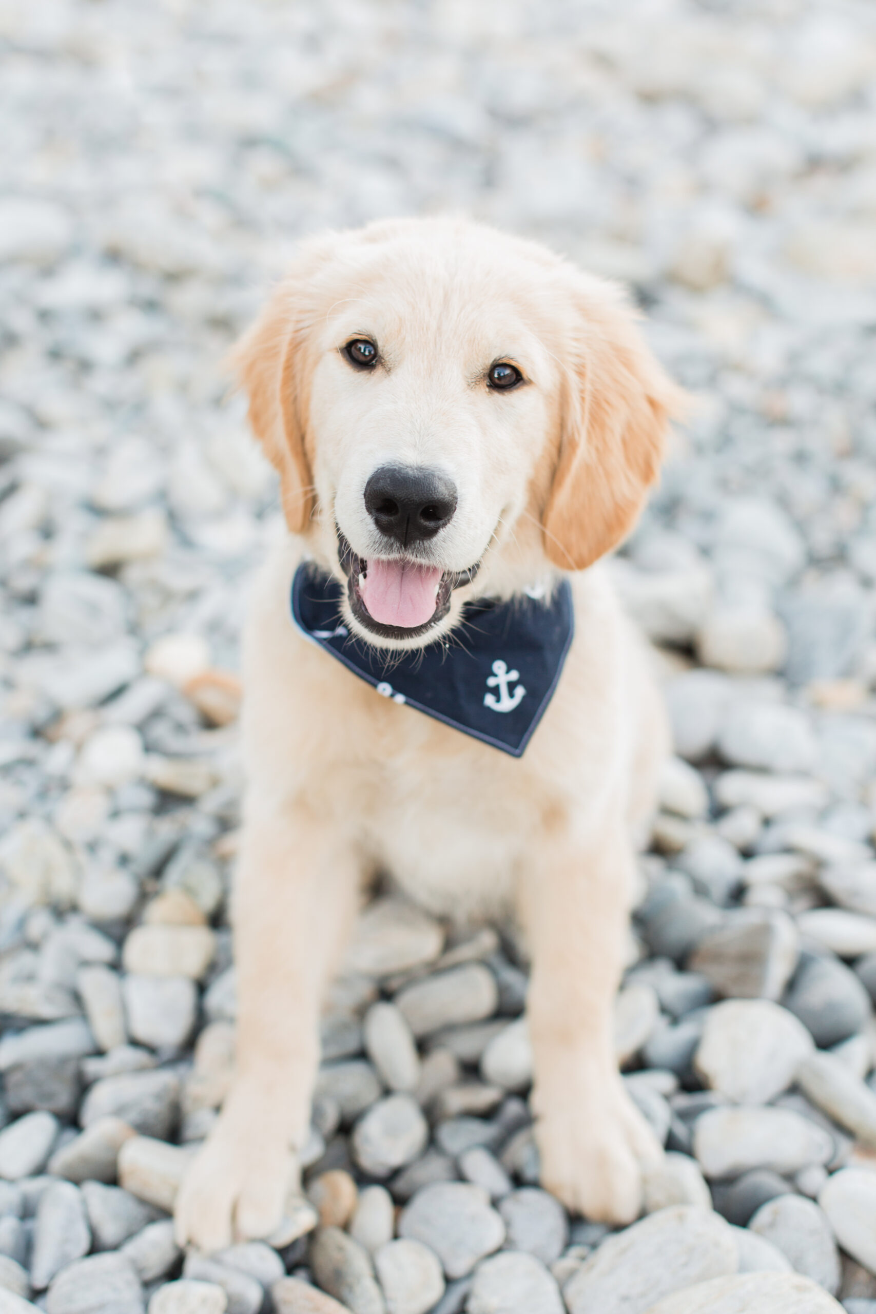 Puppy smiling at the camera at a beach puppy photoshoot
