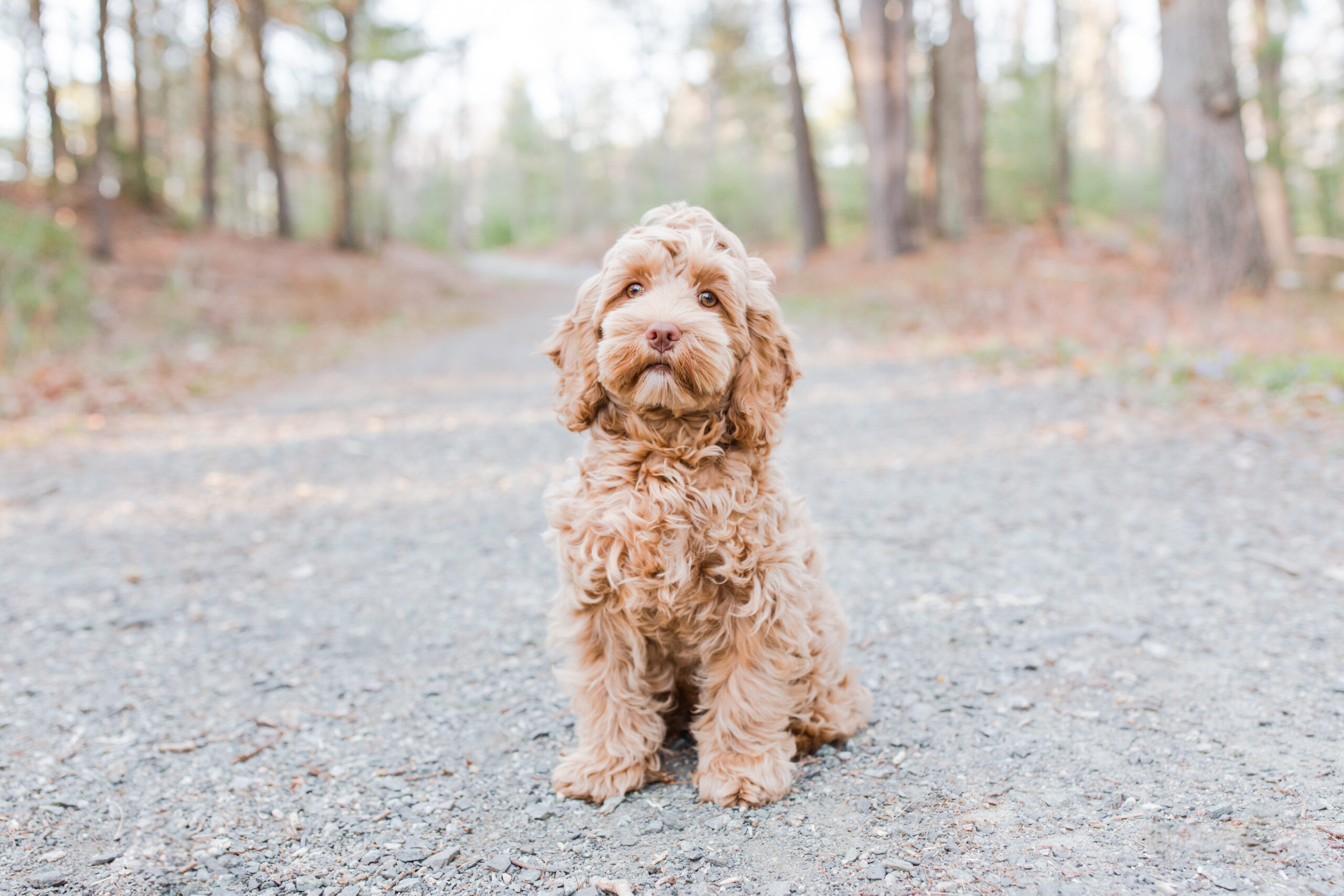 Puppy posing for photo in puppy photoshoot