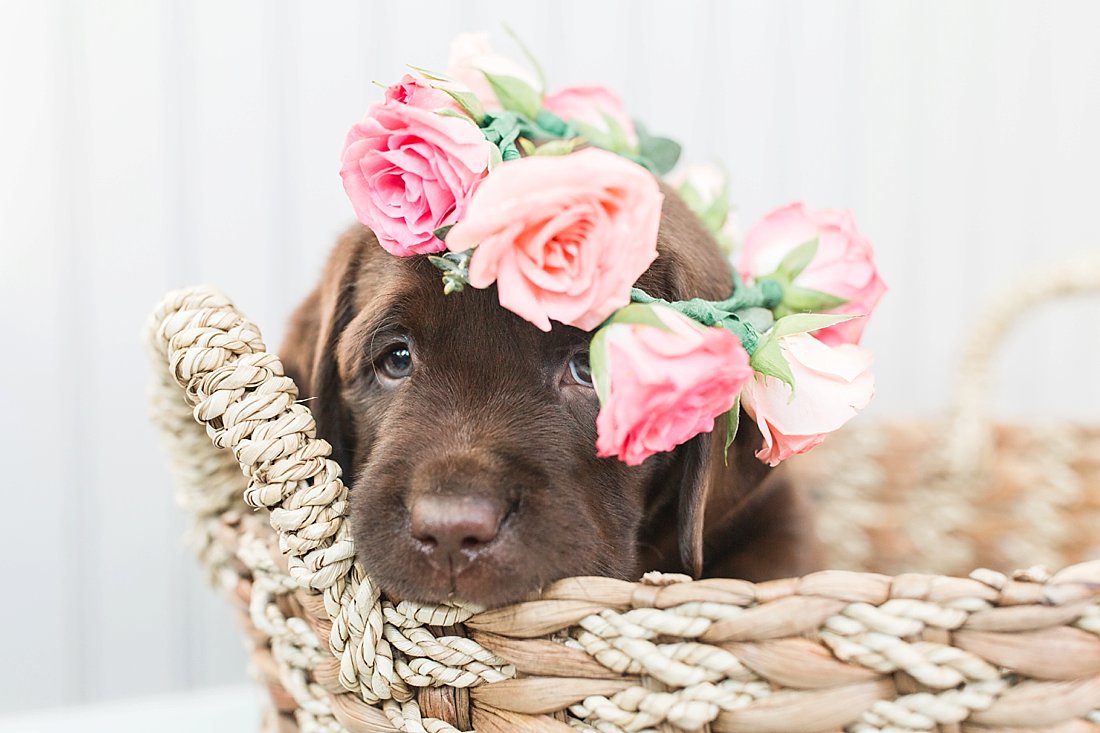 Puppy in a basket wearing a flower crown for a puppy photoshoot