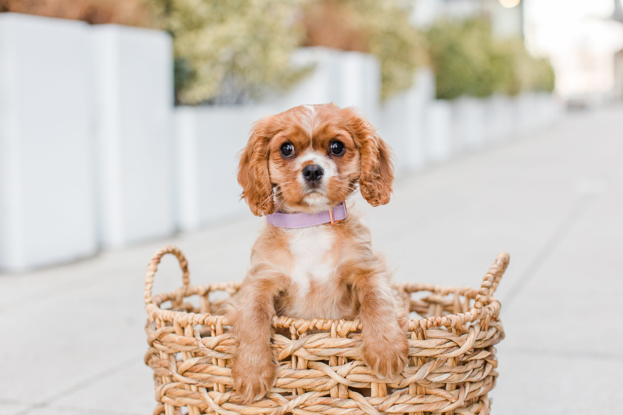 Puppy in a basket in puppy photoshoot in seaport