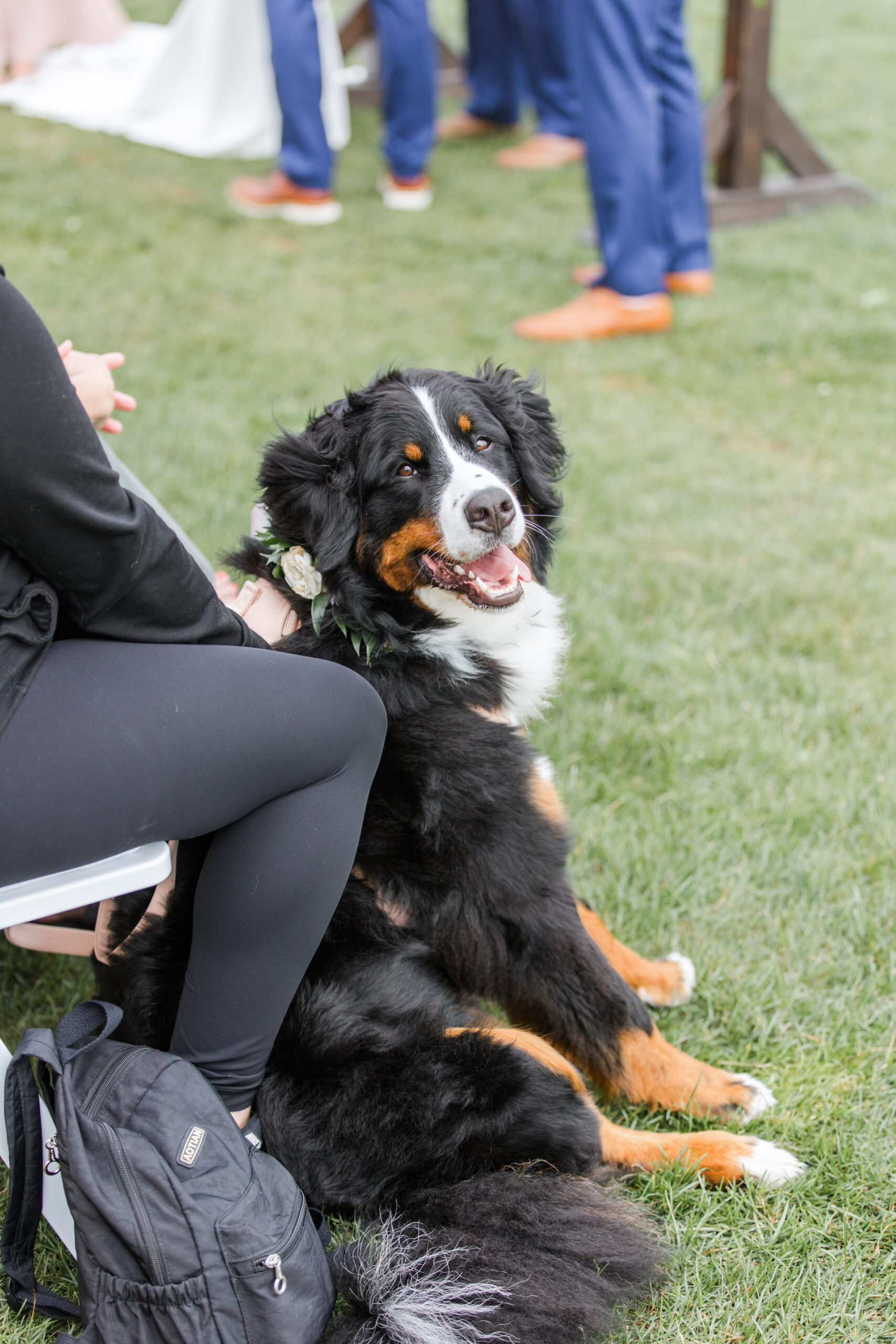 Dog sitting watching wedding ceremony