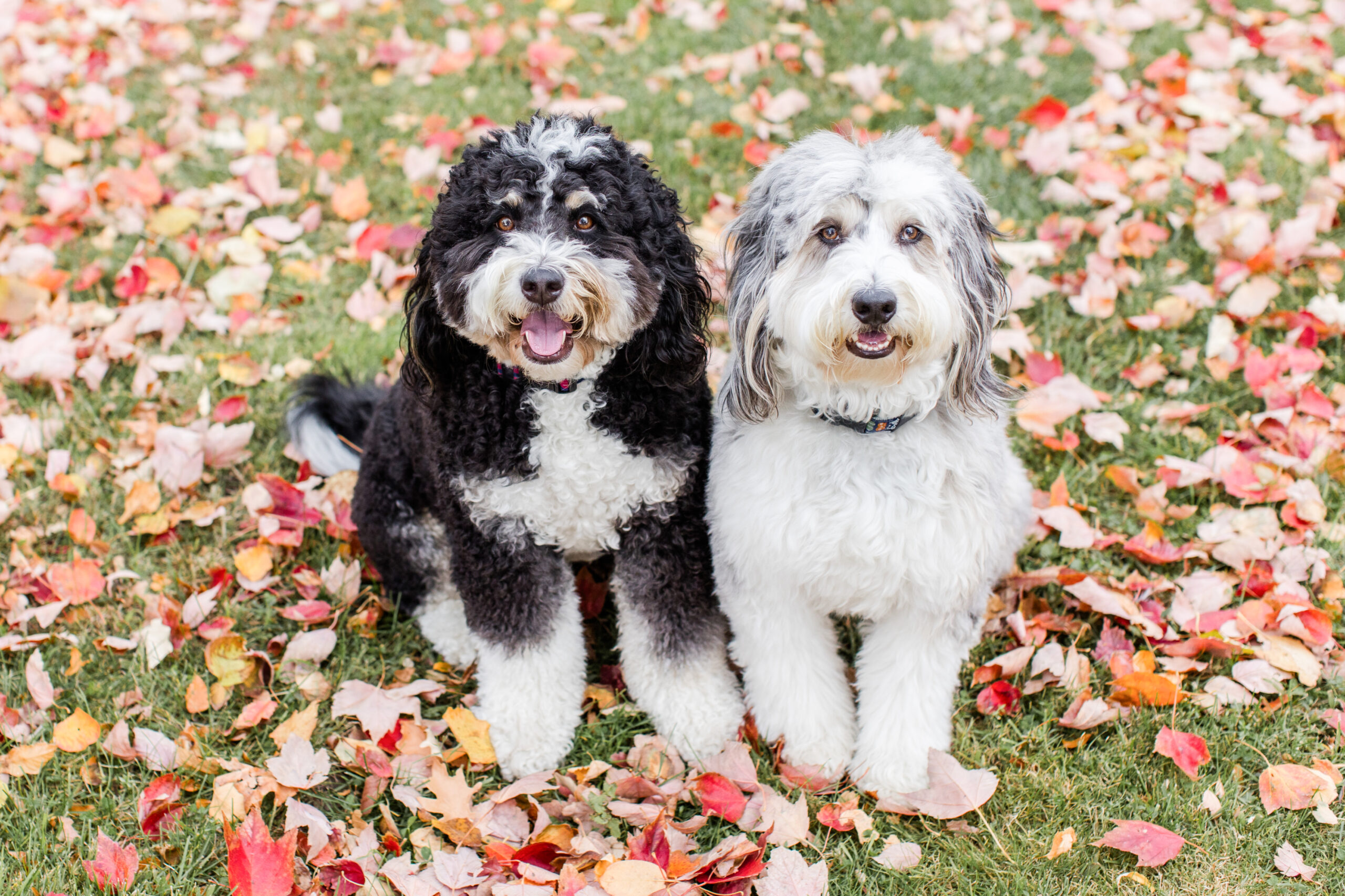 Two puppies standing on a field with fall leaves