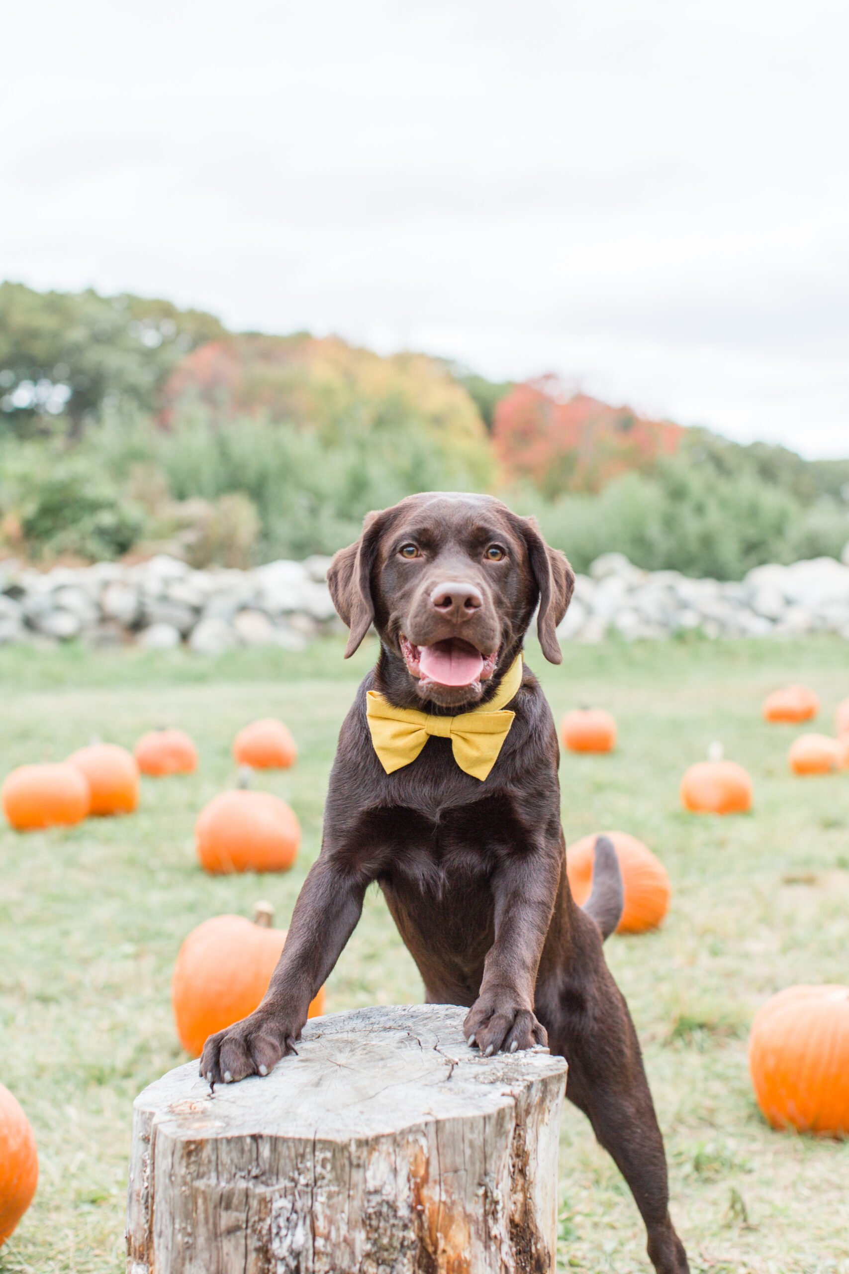 A dog posing for a photoshoot for dogs in a pumpkin patch