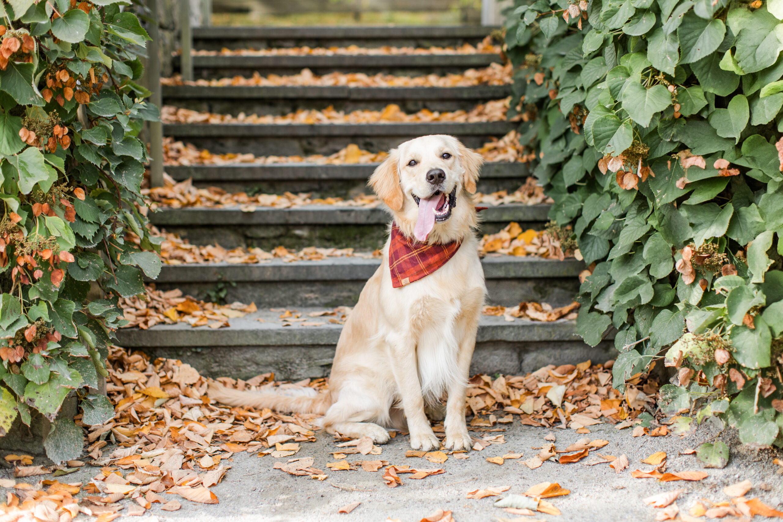 A puppy in front of stairs for a photoshoot for dogs