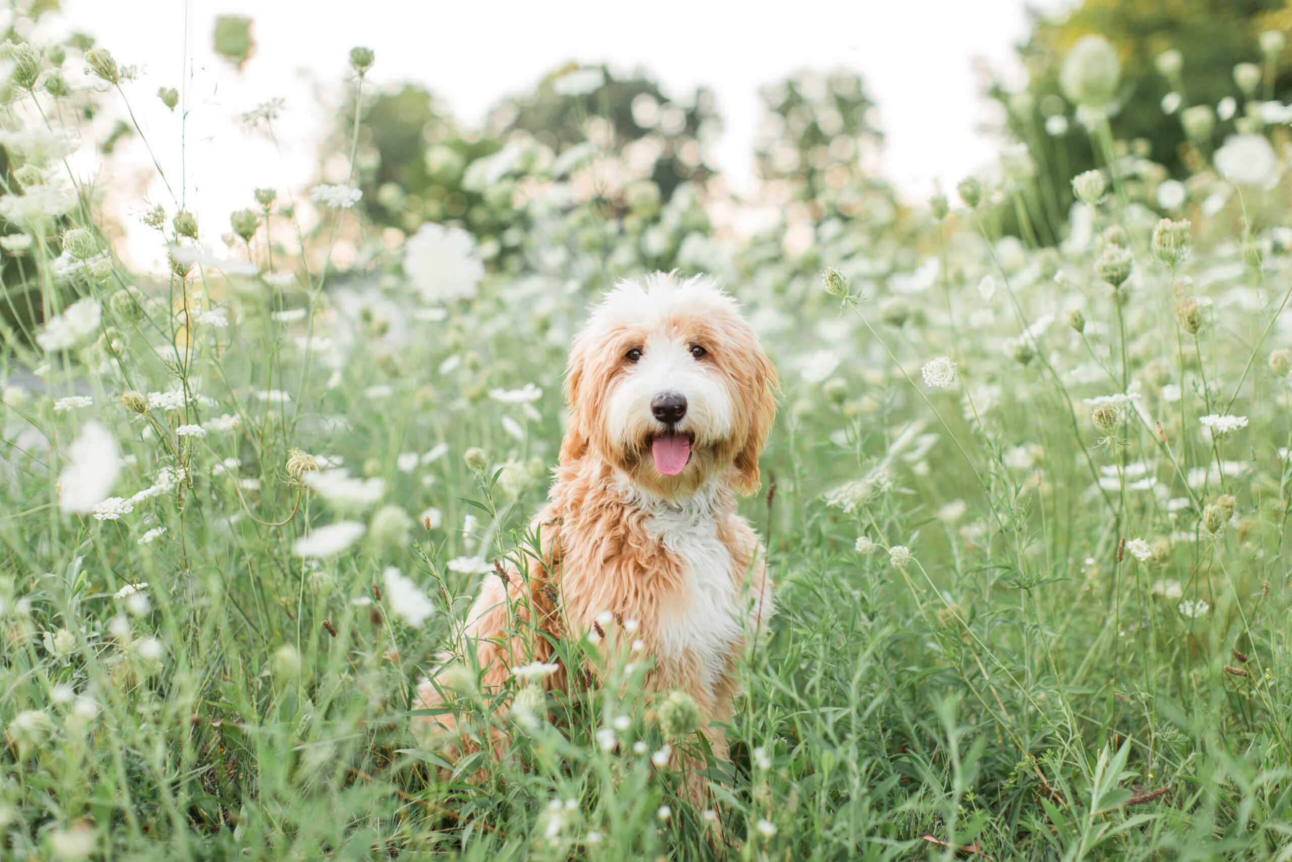 A dog in a flower field during a spring photoshoot for dogs