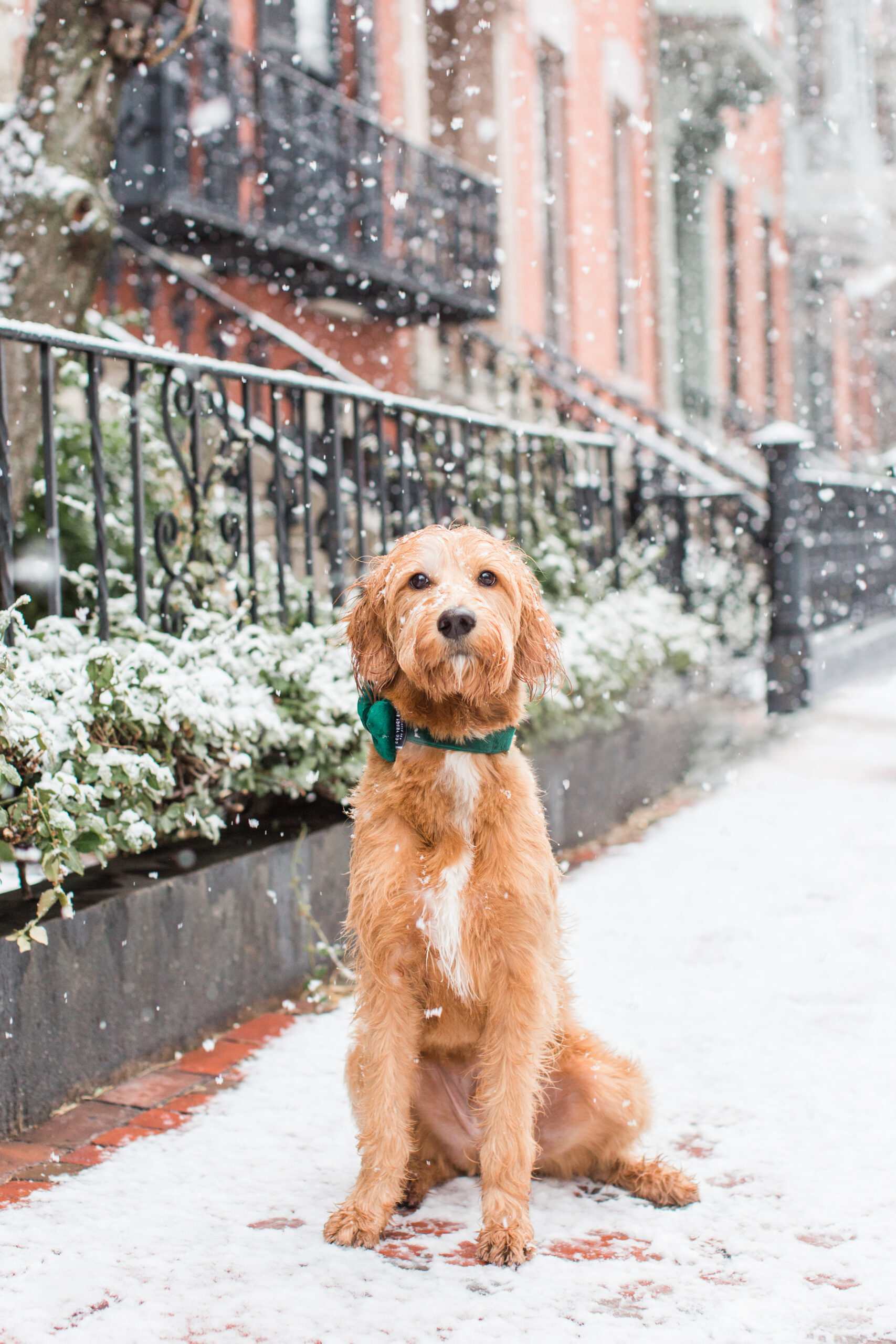 A dog sitting on the street in the snow