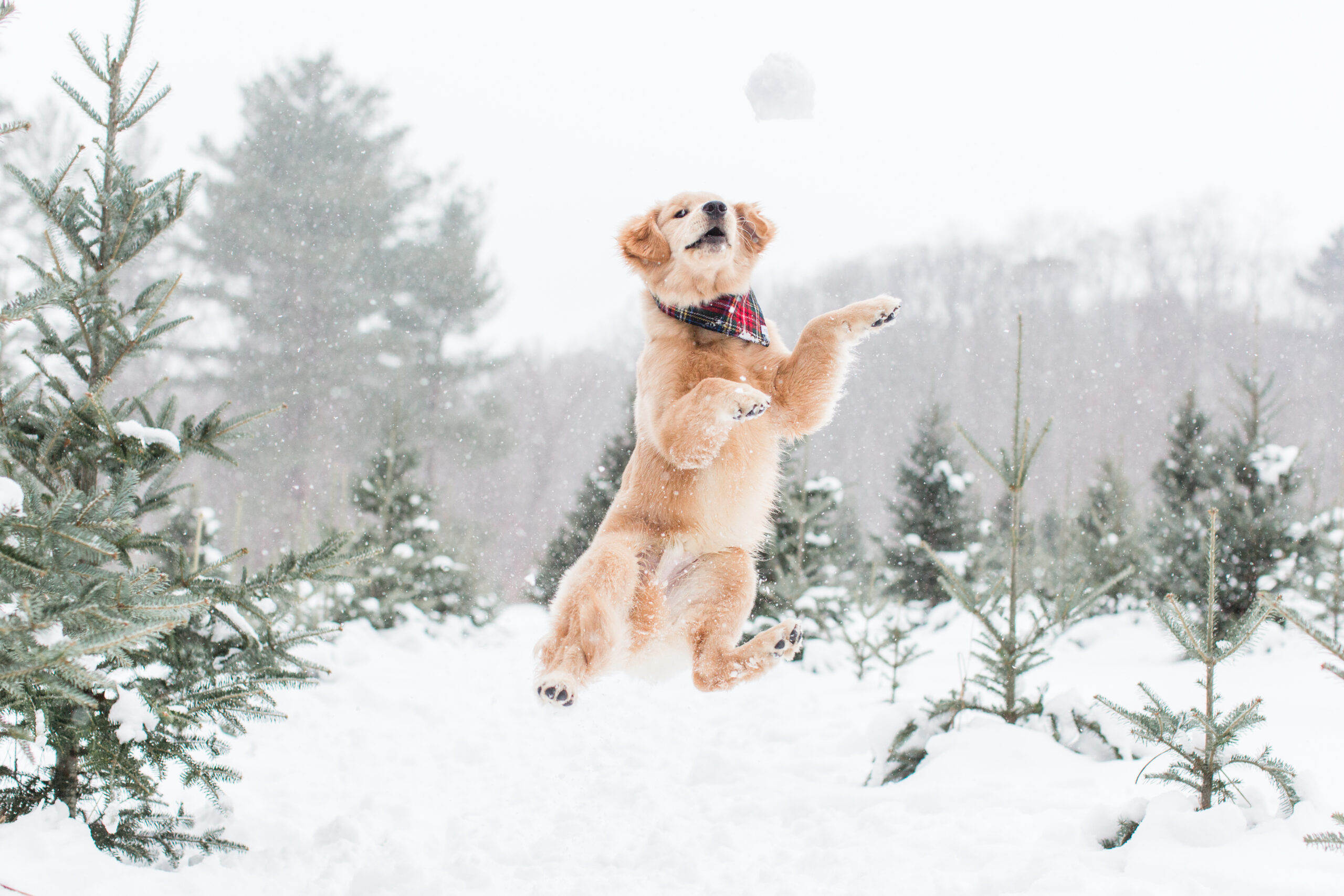 A dog jumping up to catch a snowball