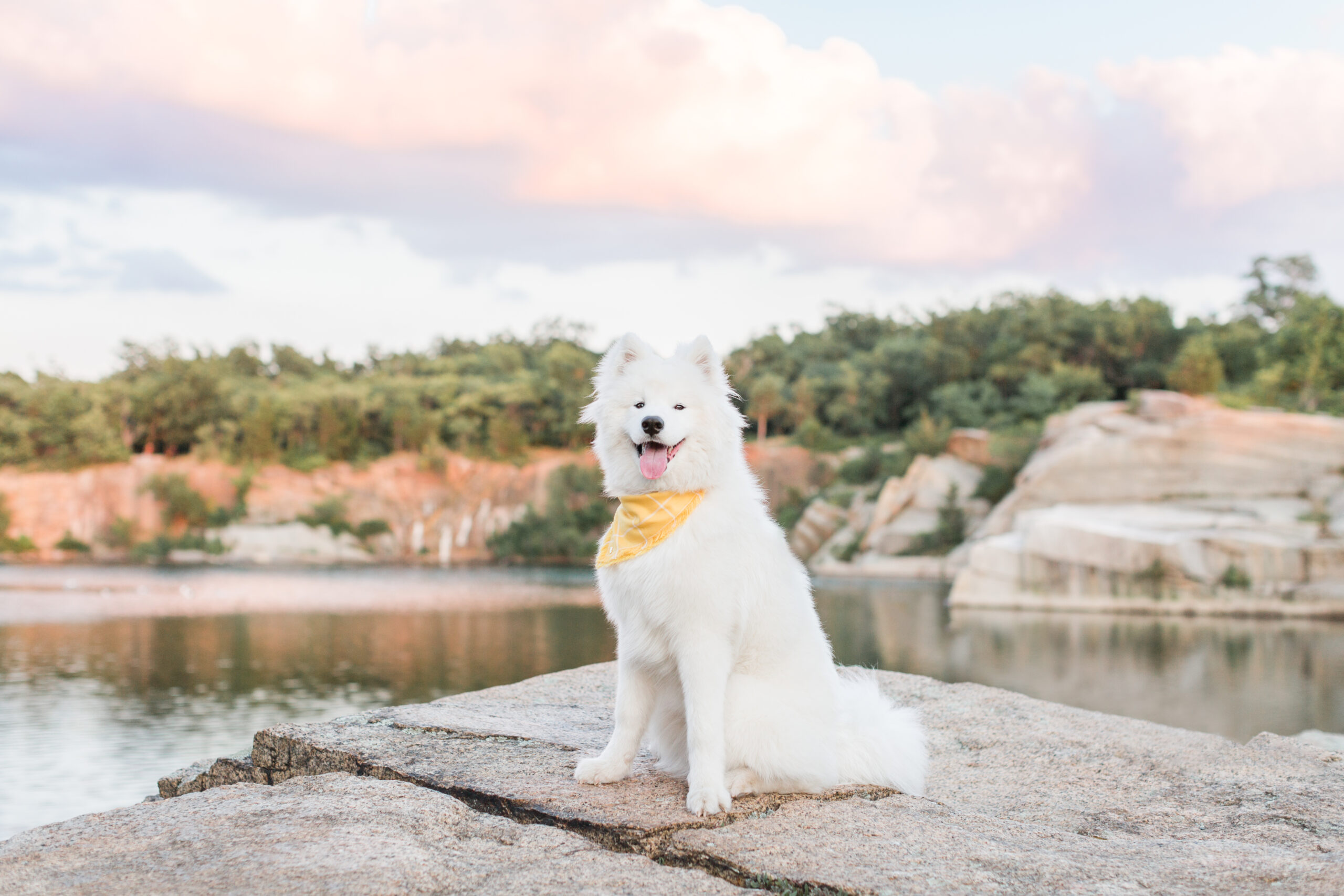 A dog on some rocks posing for a summer sog photoshoot