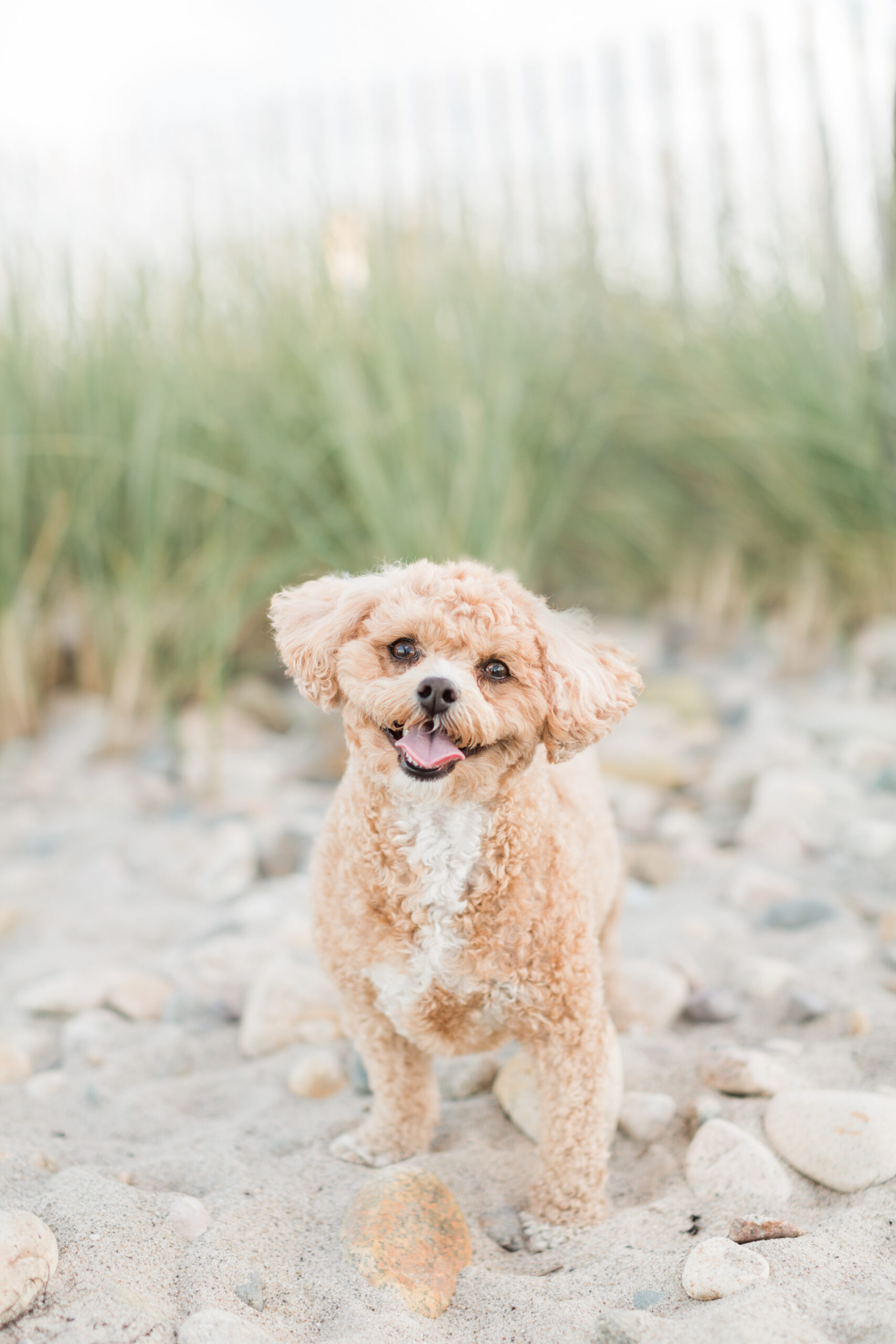 A puppy looking at the camera for a photoshoot for dogs