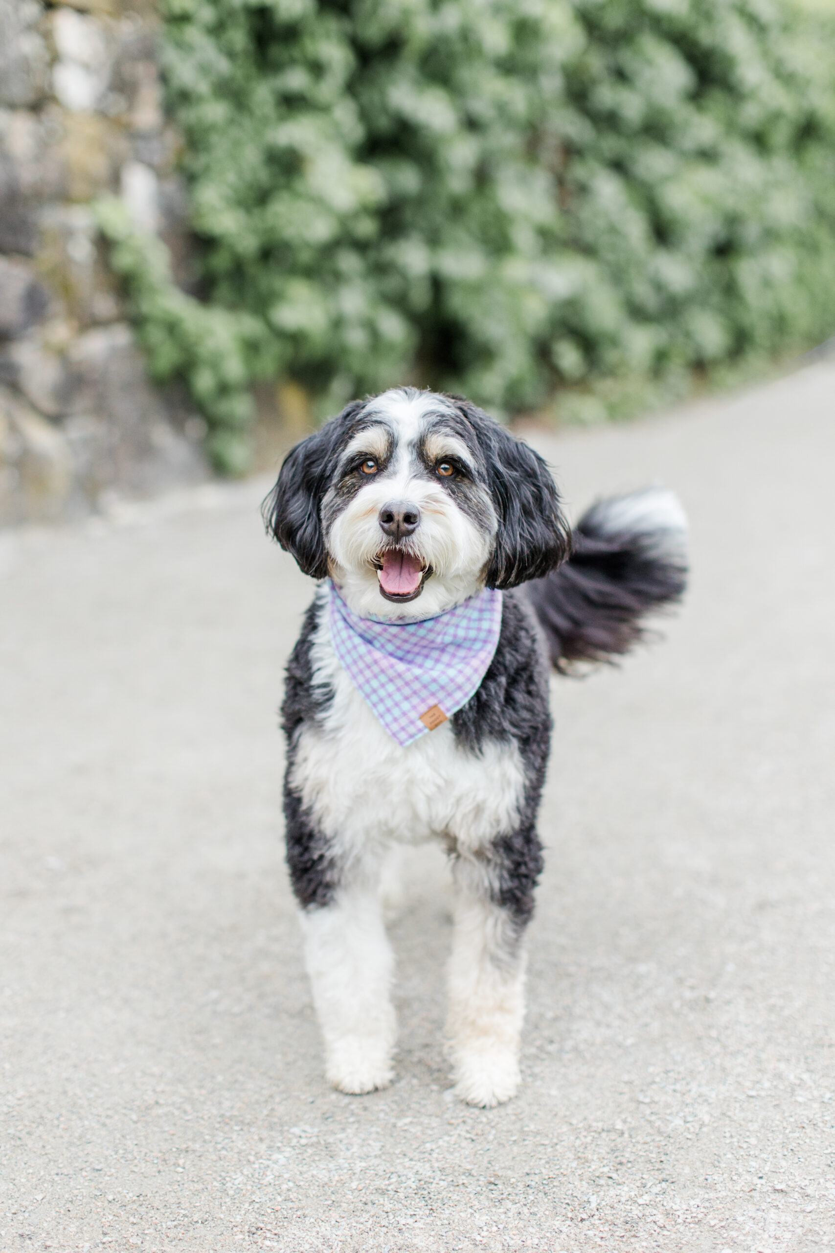 A dog standing in front of the camera for a dog photoshoot