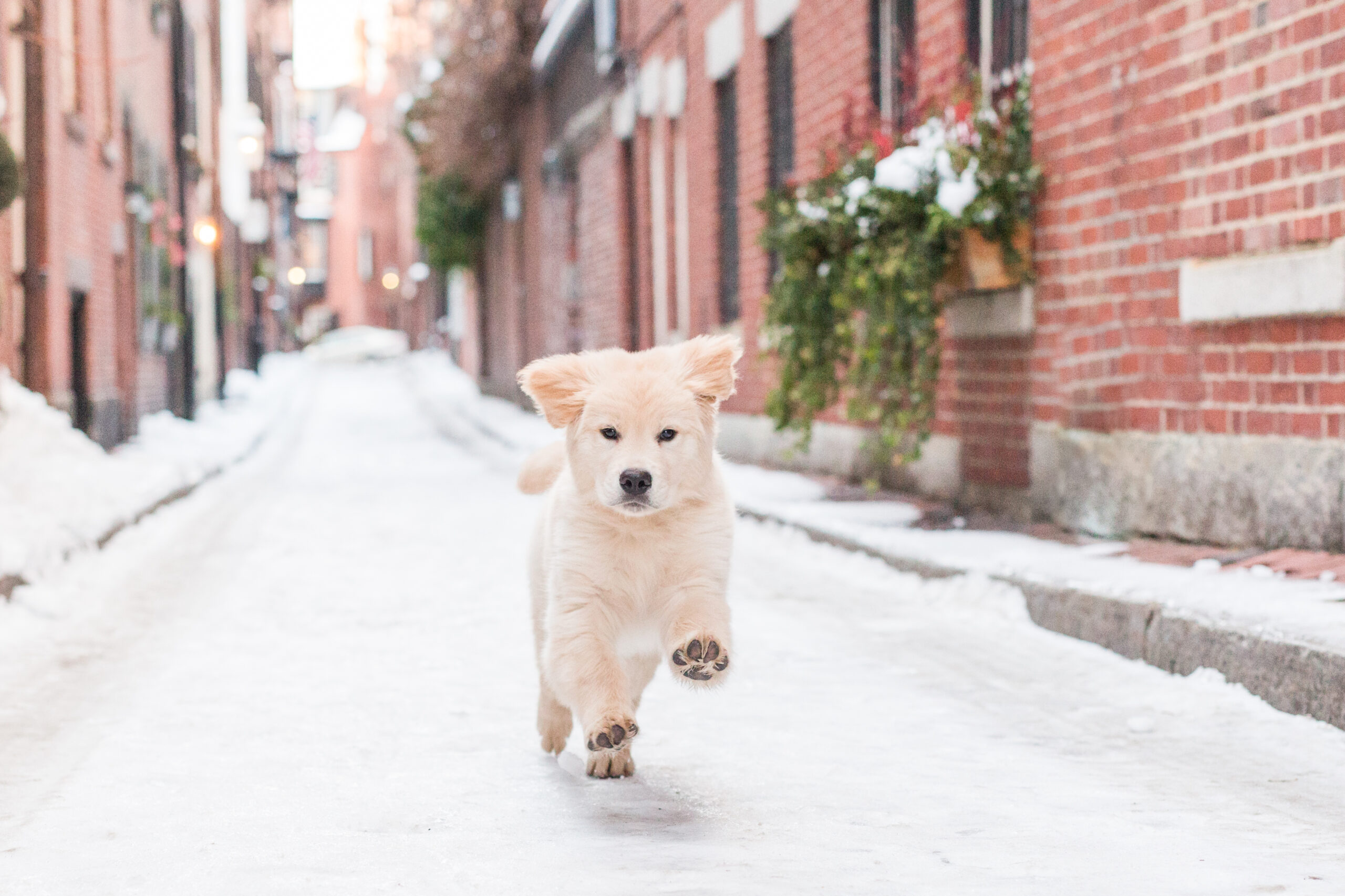 A dog running through the snow during a Boston photoshoot for dogs